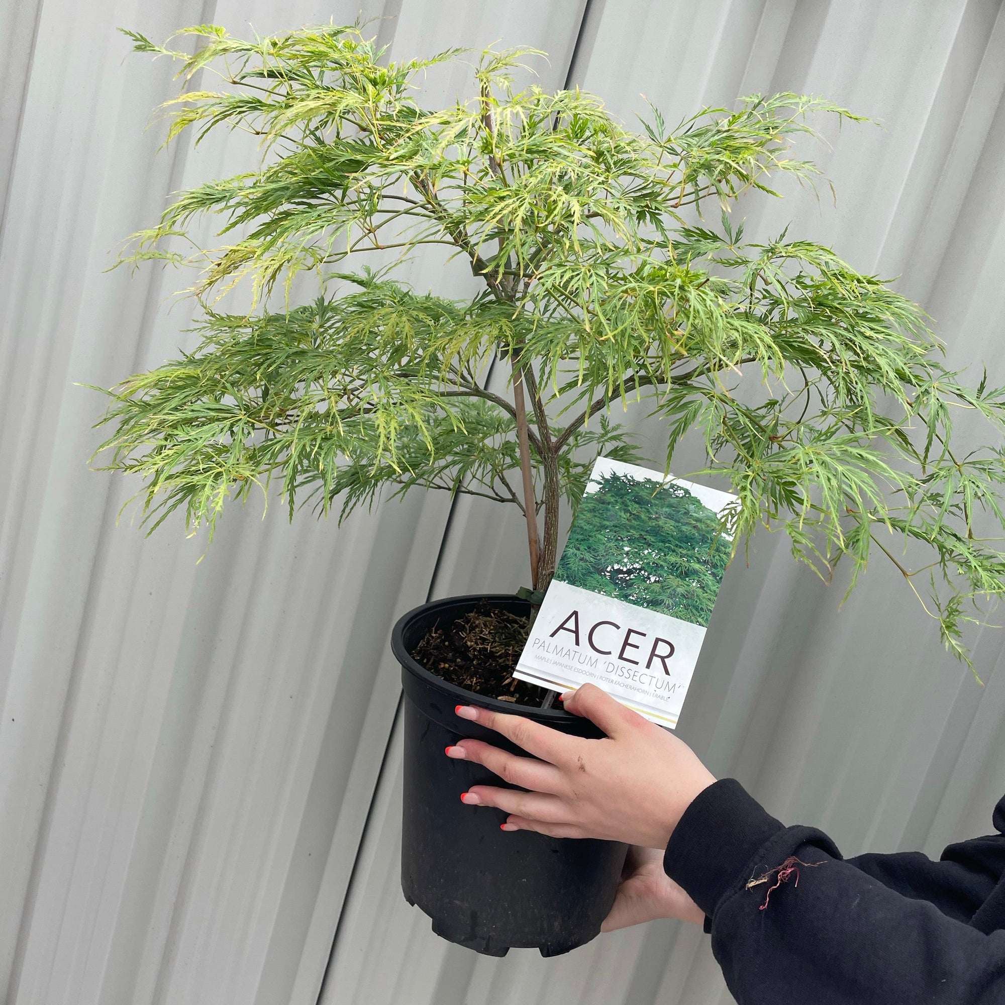 Acer palmatum - 'Dissectum' 7L (70-80cm)