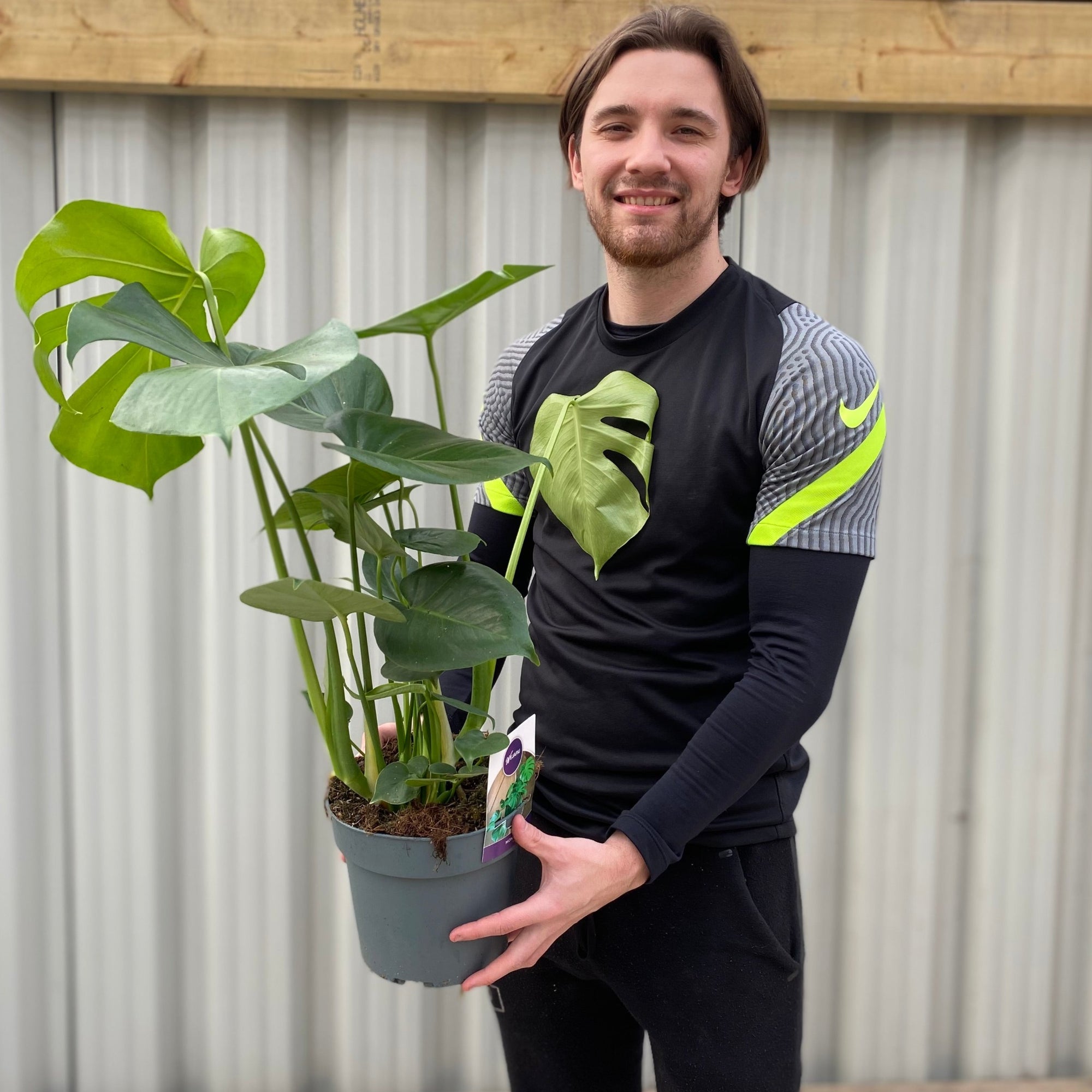 Monstera Deliciosa (Swiss Cheese) 70-80cm Tall