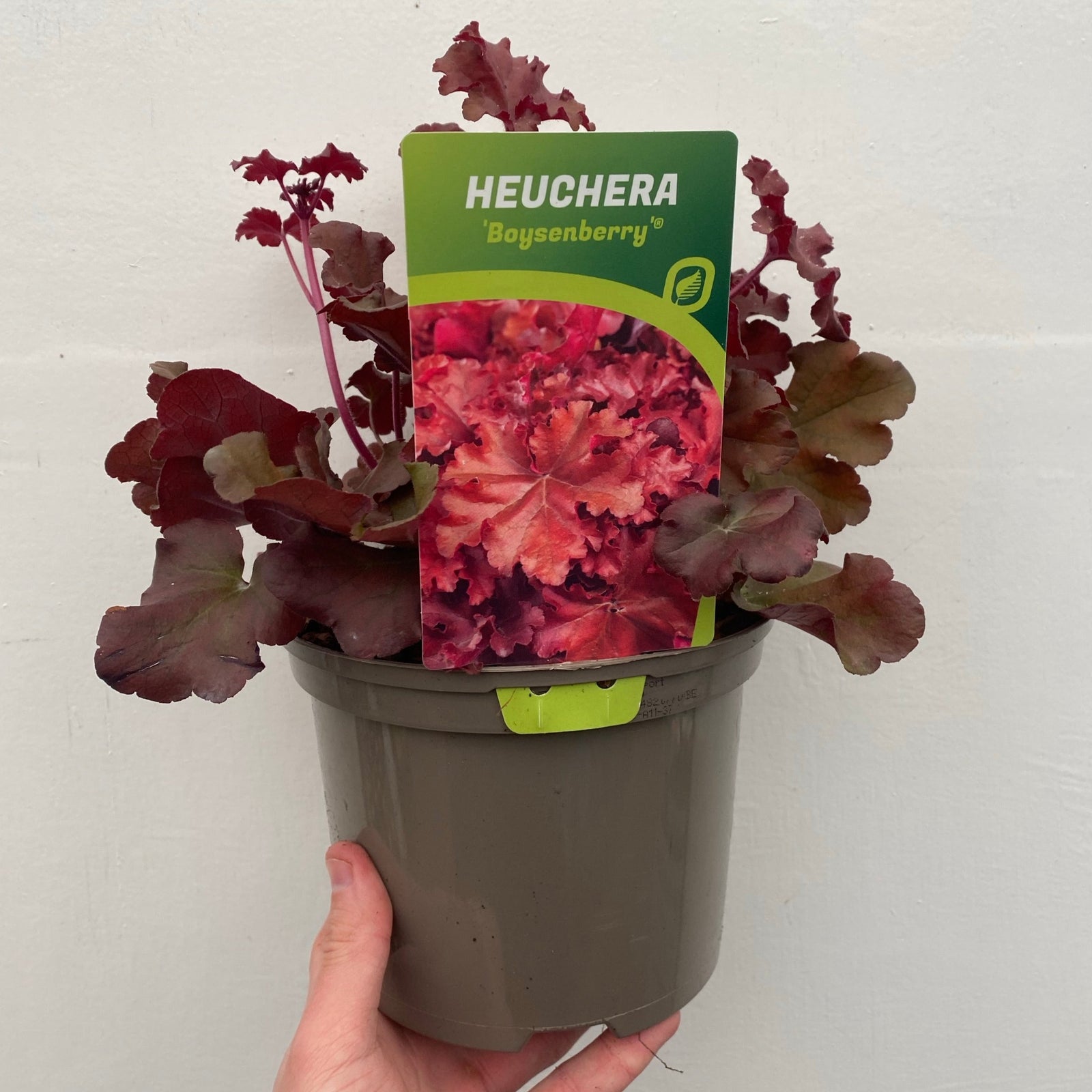 A close-up top view of Heuchera 'Boysenberry' 2L, a perennial with vibrant red-orange scalloped leaves glistening with water droplets, nestled in green grass and sunlight—ideal for adding color to any shade garden.