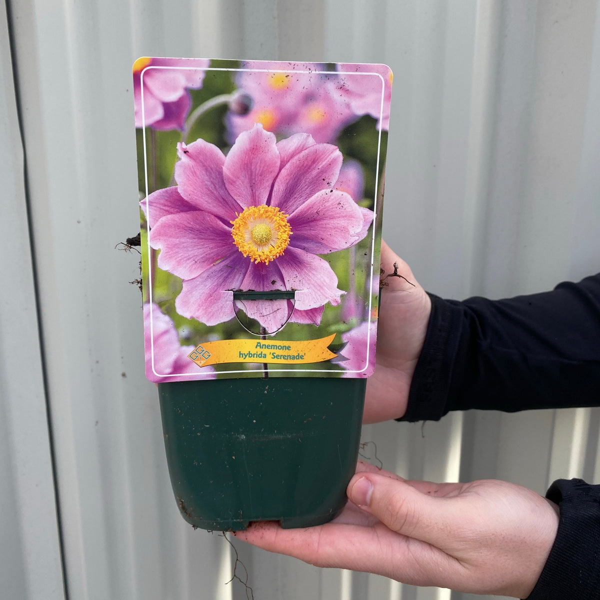 A person holds a 1L Anemone x hybrida &#39;Serenade&#39; pot, showing its vibrant pink flower. This perennial, perfect for woodland gardens, is displayed against a corrugated metal backdrop.