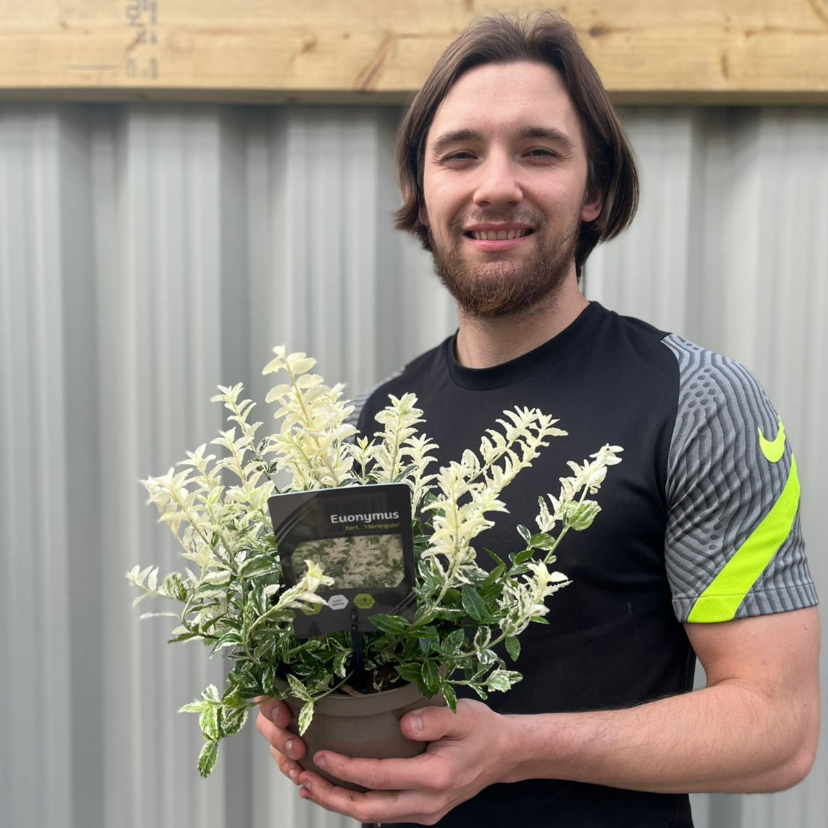 A man with medium-length brown hair and a beard, in a black and gray shirt with a yellow stripe, smiles while holding a Euonymus fortunei &#39;Harlequin&#39; (9cm/1.5L/2L) in front of a corrugated metal wall.