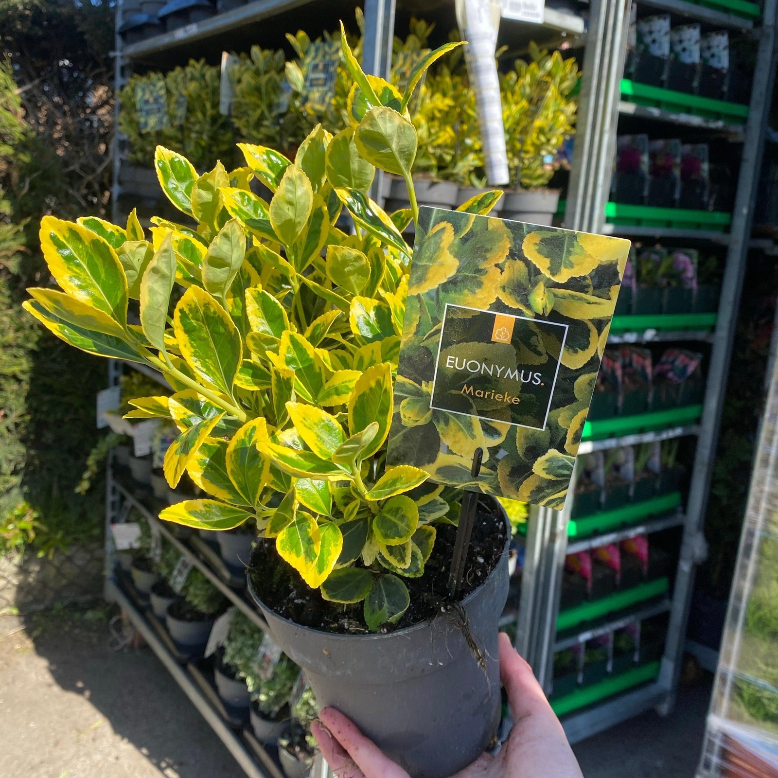 A hand holds a Euonymus japonica 'Marieke' 2L, a golden variegated evergreen shrub with green and yellow leaves. In the background, more easy-care plants are displayed on outdoor metal racks in sunlight.
