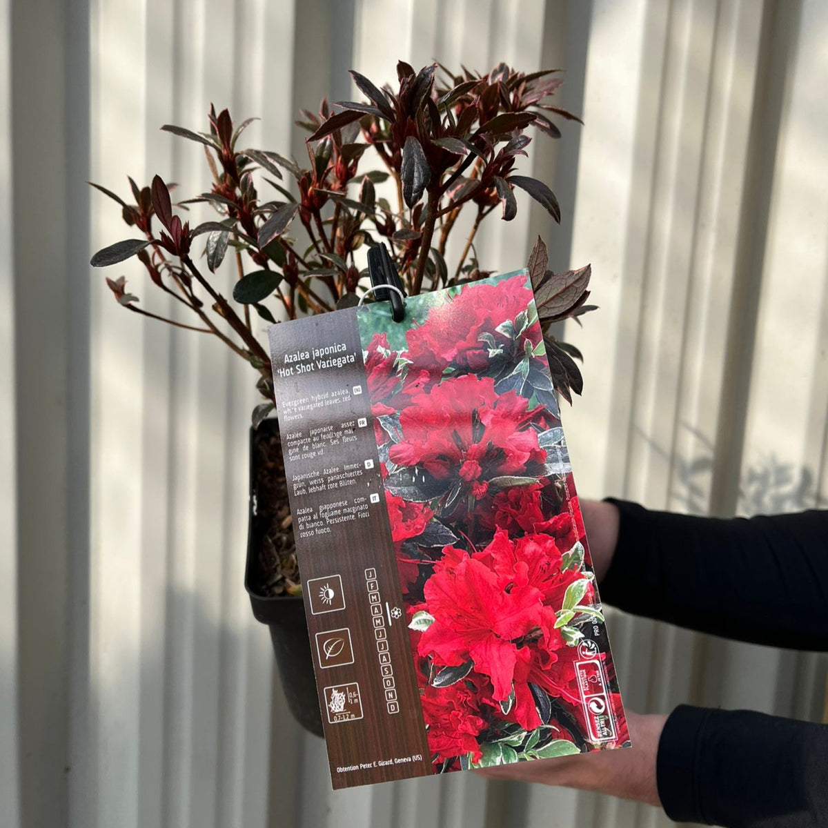 A person holds an Azalea japonica &#39;Hot Shot Variegata&#39; 2L with dark green leaves and vivid red blooms, plus care instructions. Perfect for garden displays, it’s set against a light, corrugated wall backdrop.