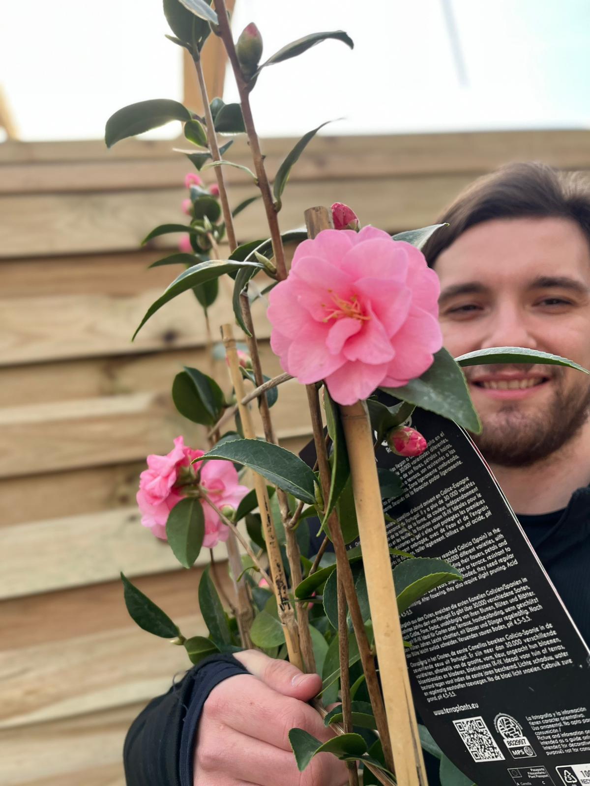 Camellia on frame &#39;Spring Festival &#39; 5L (100cm)