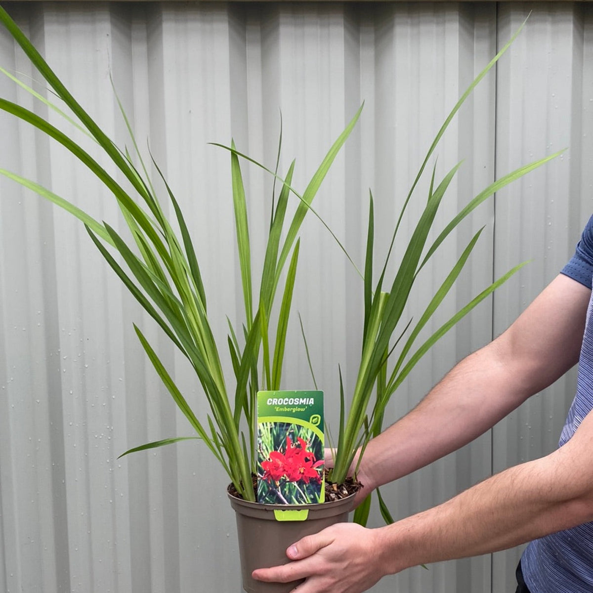 A person holds a Crocosmia x crocosmiiflora &#39;Emberglow&#39; 9cm/2L pot, displaying its vivid red blooms and the lively appeal of this perennial plant.
