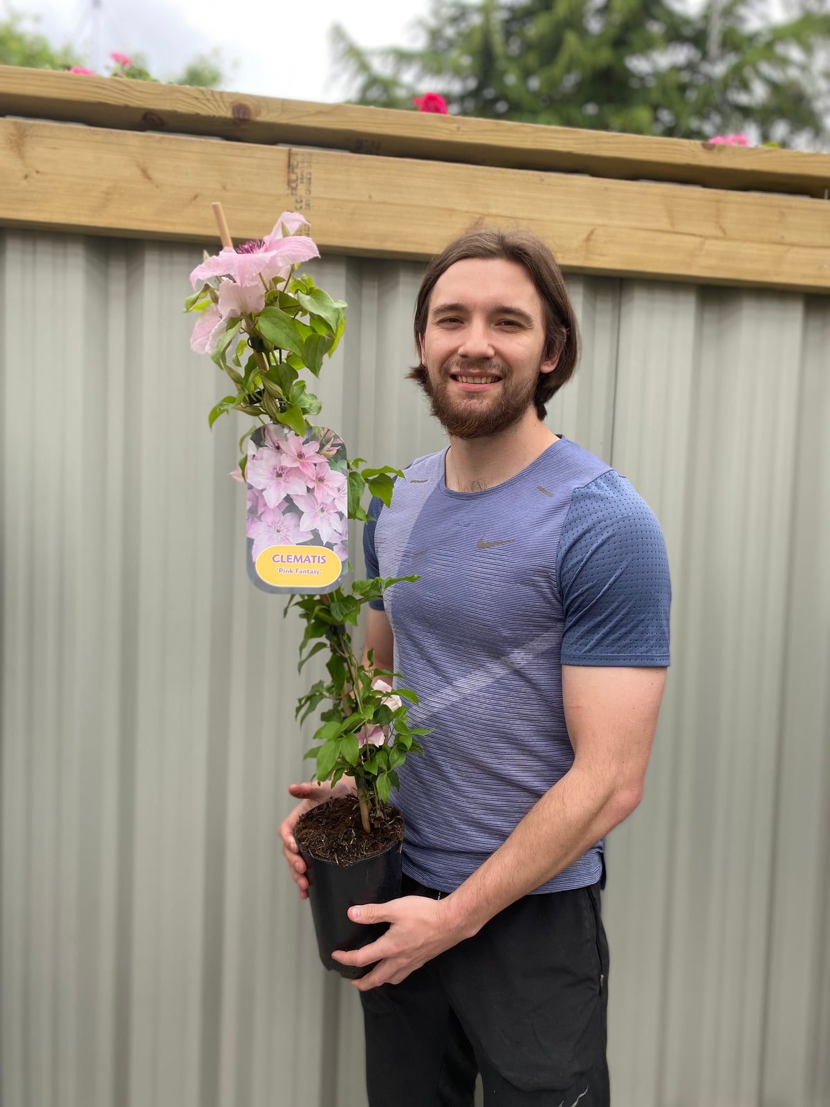 Clematis &#39;Pink Fantasy&#39; 90-95cm