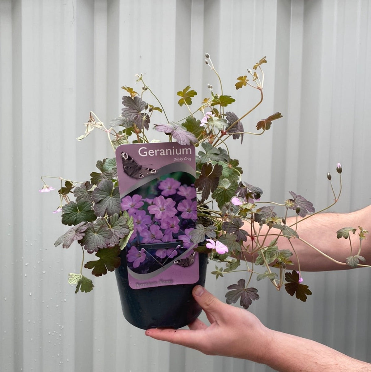 A person holds a 2L pot of Geranium &#39;Dusky Crug&#39; with purple perennial blooms in front of a light gray corrugated metal background.