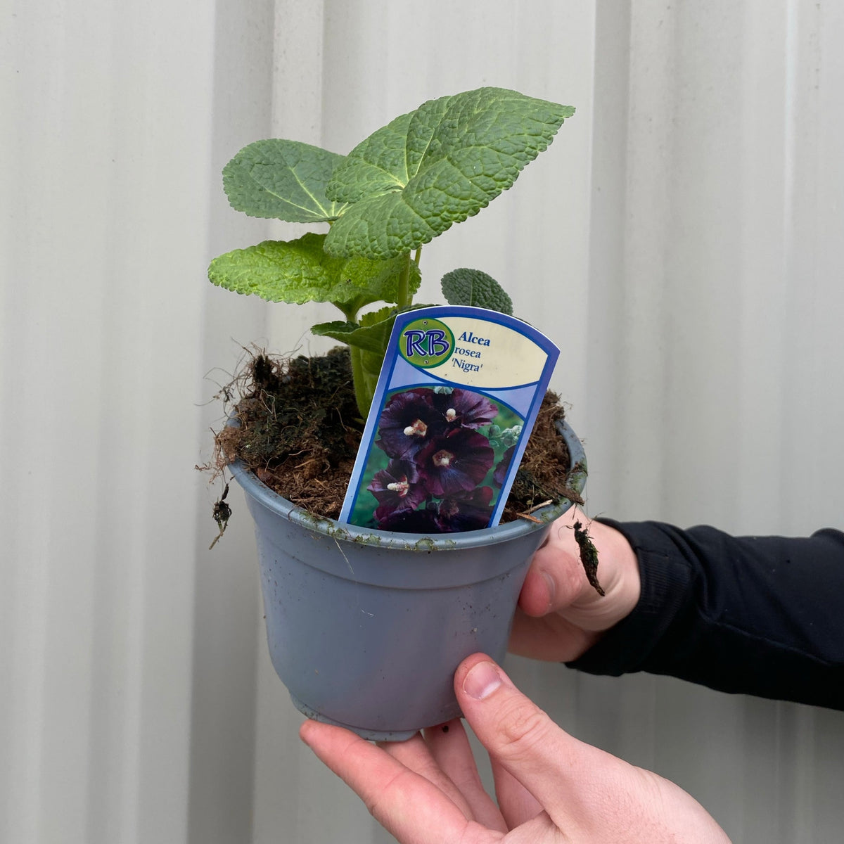 Alcea rosea &#39;Nigra&#39; (Hollyhock) 9cm
