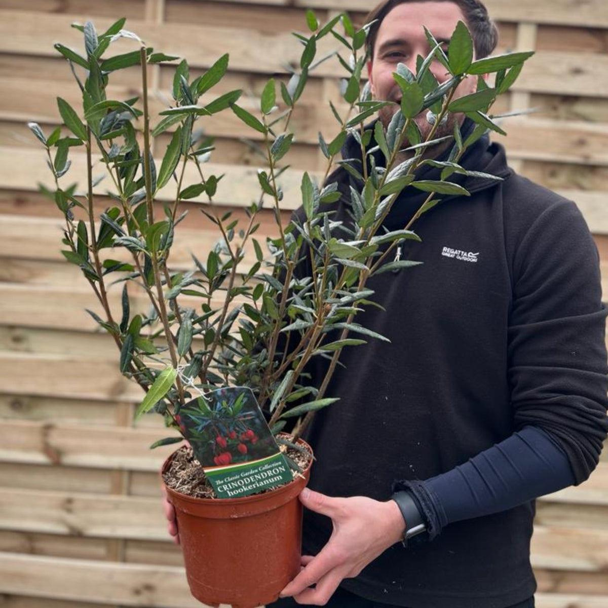 A person in a black jacket holds a Crinodendron hookerianum 3L (60-70cm), an evergreen shrub with glossy green leaves. The pot label features crimson red blooms and text, with a wooden fence in the background.