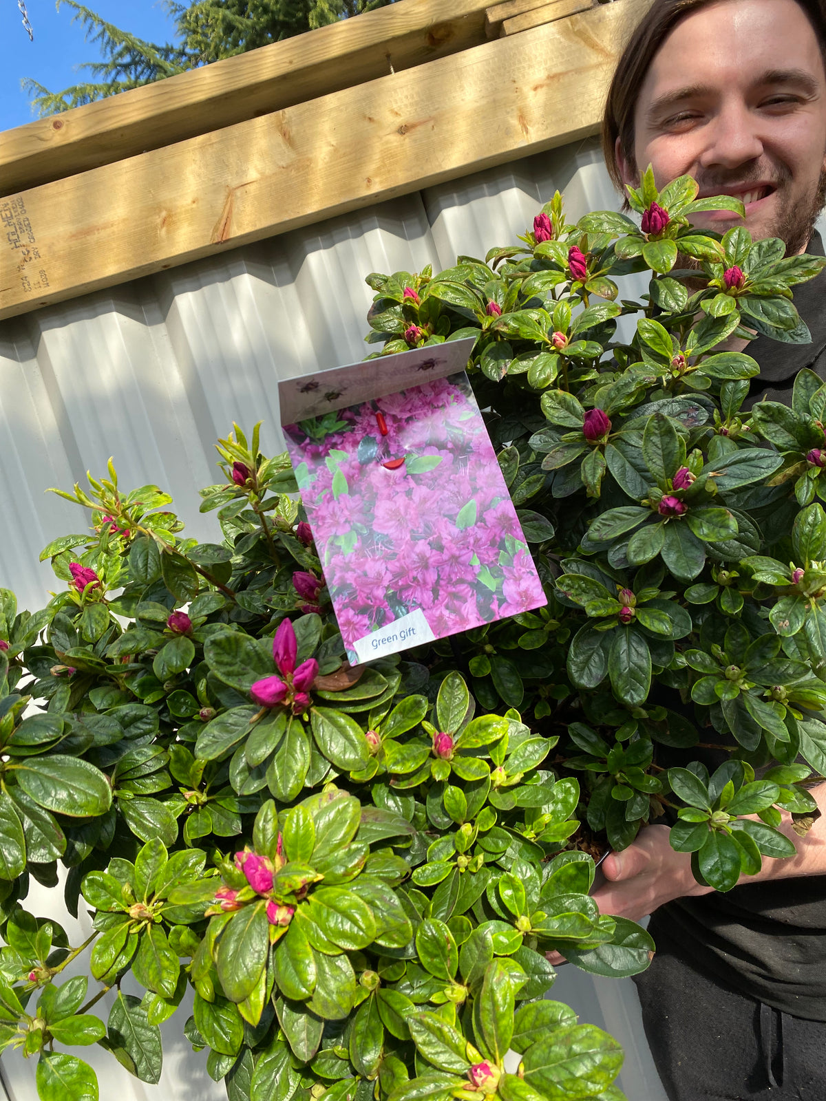 Azalea &#39;Koningstein&#39; 10L