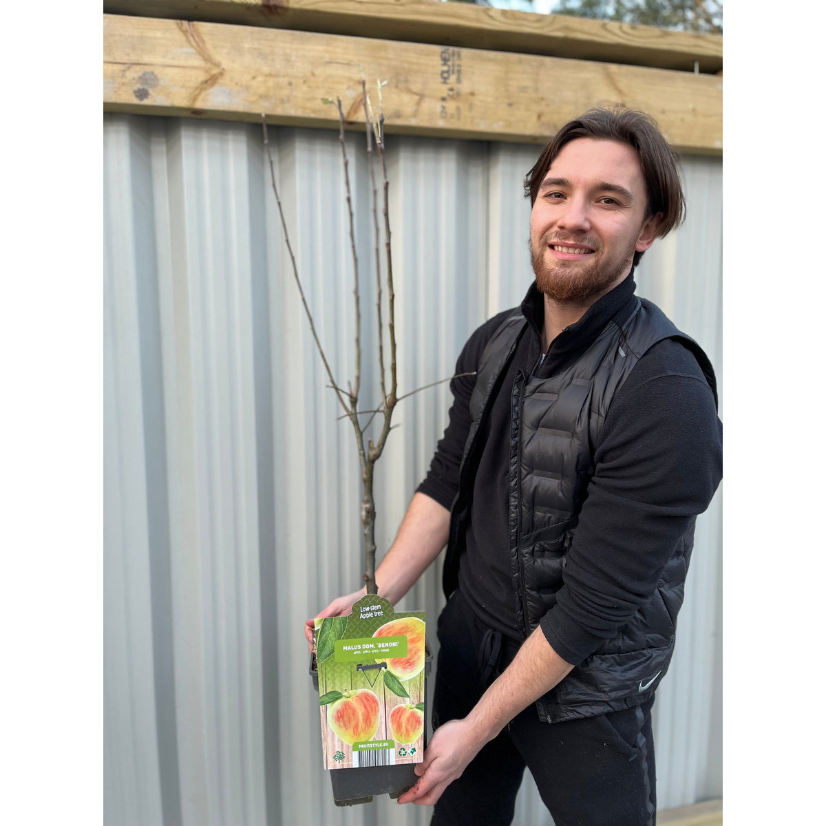 Patio/Dwarf Apple Tree &#39;Benoni&#39; 1m