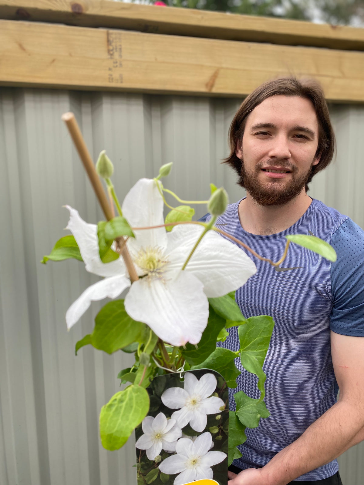 A bearded man with long hair in a blue shirt stands outdoors, holding a potted Clematis &#39;Shirayukihime&#39; 90-95cm with large white flowers and green leaves, displayed in front of a corrugated metal fence.