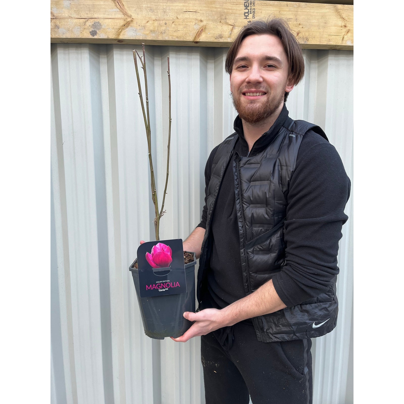 Magnolia 'Genie' 4L features dark purple-red blossoms on green-leaved branches, standing out against lush foliage and tall trees for a striking ornamental display in natural daylight.