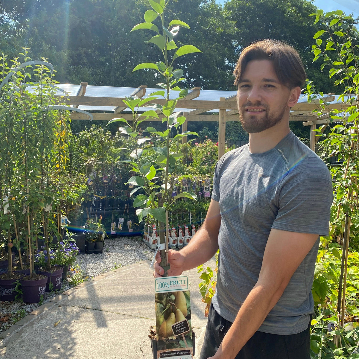 Pyrus communis &#39;Conference&#39; - Small Pear Tree