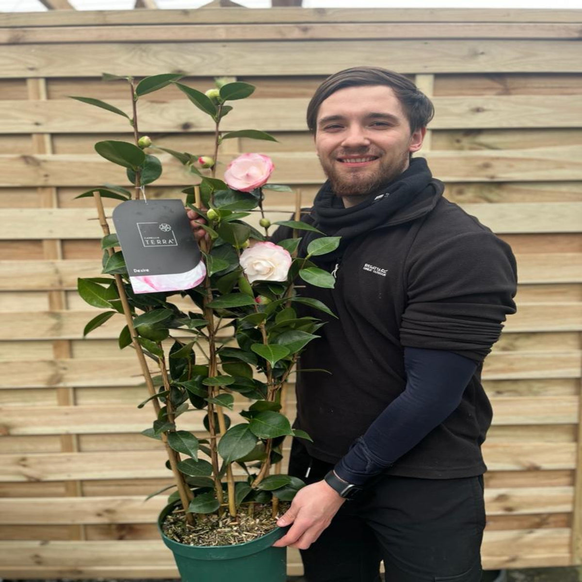 A smiling person in dark clothing holds a Camellia &#39;Desire&#39; (9cm / 5L) with lush green leaves and large light pink blooms in front of a wooden fence.