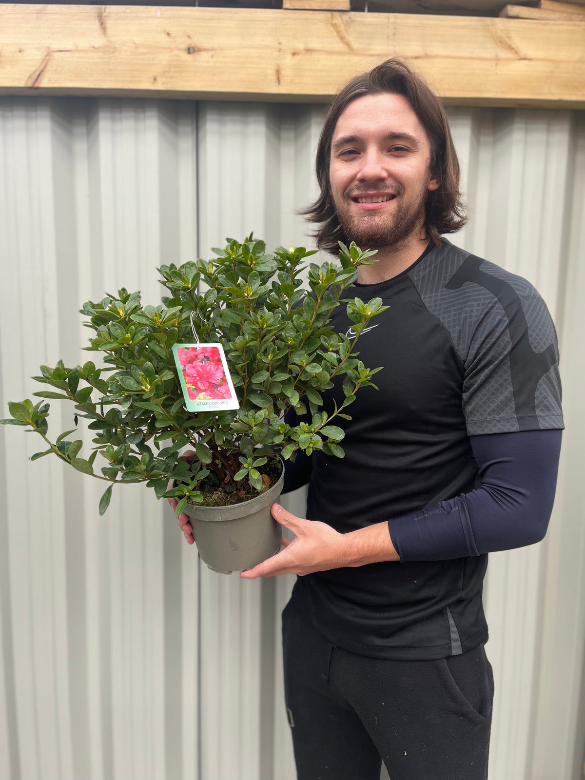 A man stands proudly among garden displays featuring the vibrant Azalea japonica &#39;Agadir&#39; 1.5L and lush evergreen shrubs.