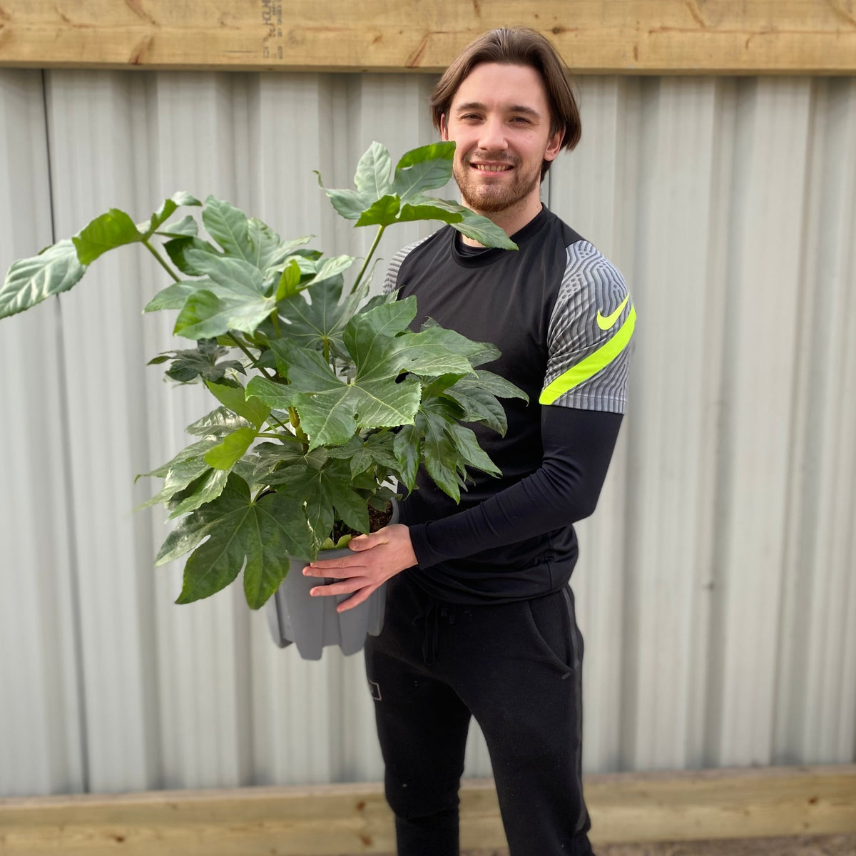 A young man in a black athletic outfit stands outdoors, smiling at the camera while holding a Fatsia japonica 70-80cm (3L) potted shrub in front of a corrugated metal wall with a wooden beam above.