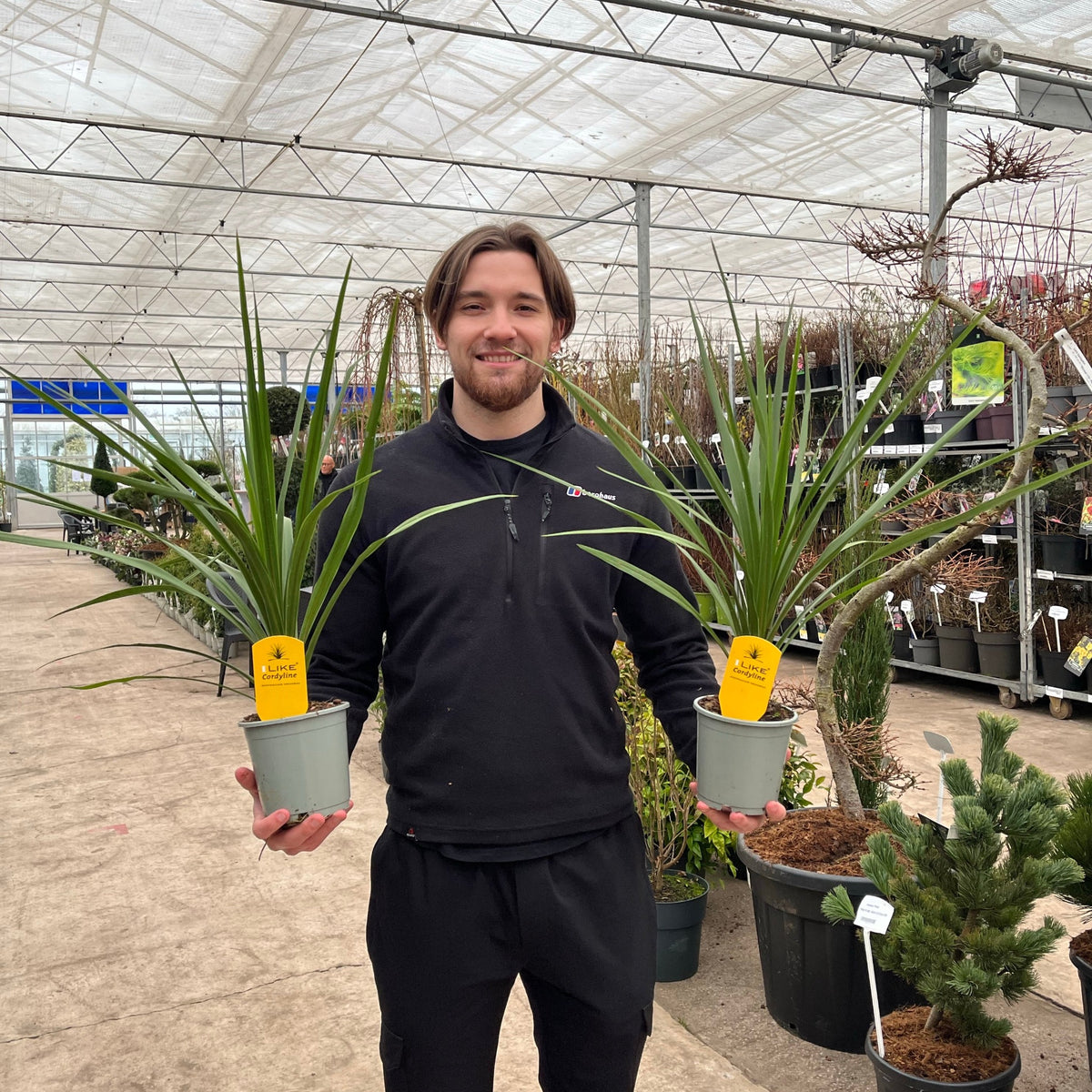 A person with medium-length brown hair and a beard, wearing a black zip-up jacket, smiles while holding two Cordyline australis Peko - Green plants (available in 3 sizes) among other plants in a greenhouse or garden center.