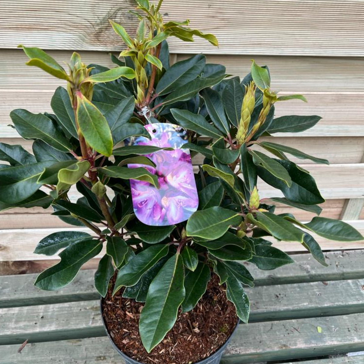 A Rhododendron &#39;Bluebell&#39; 5L, an evergreen shrub with dark green leaves and purple blooms, sits on a wooden bench. A tag displays its vibrant flowers against wooden boards—perfect for sunny gardens.