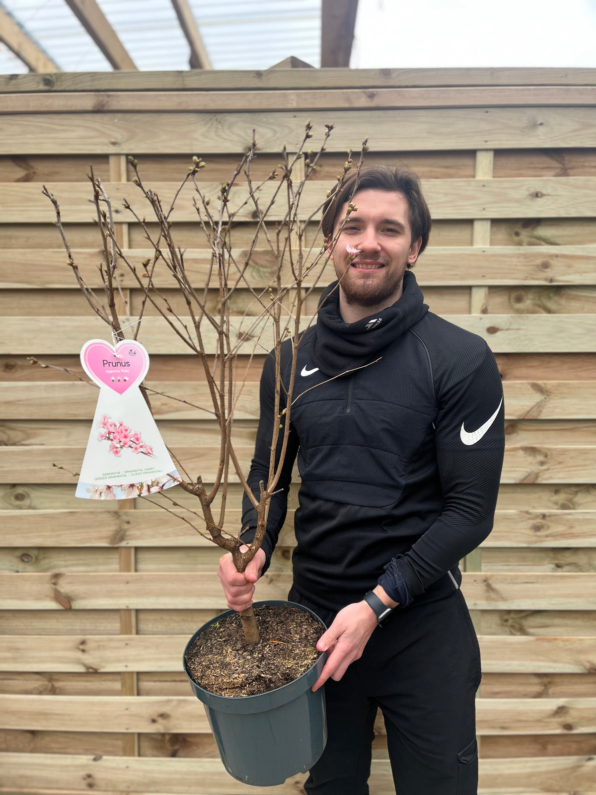 A man in black athletic wear smiles while holding a Prunus Niponica &#39;Ruby&#39; Ornamental Flowering Cherry Blossom Tree (7.5L, 1m) with budding branches. A heart-shaped tag is attached, and a wooden fence is in the background.