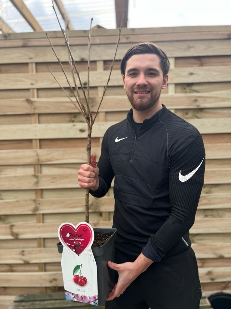 Dwarf Patio Cherry Tree &#39;Hedelfinger&#39; 1M