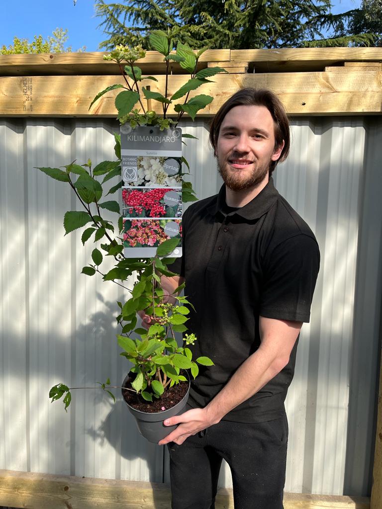 A bearded man in a black polo stands outdoors, holding a Viburnum Kilimandjaro Sunrise 100cm—a hardy shrub—by a wooden fence and corrugated metal wall. The plant label shows white flowers and red berries.