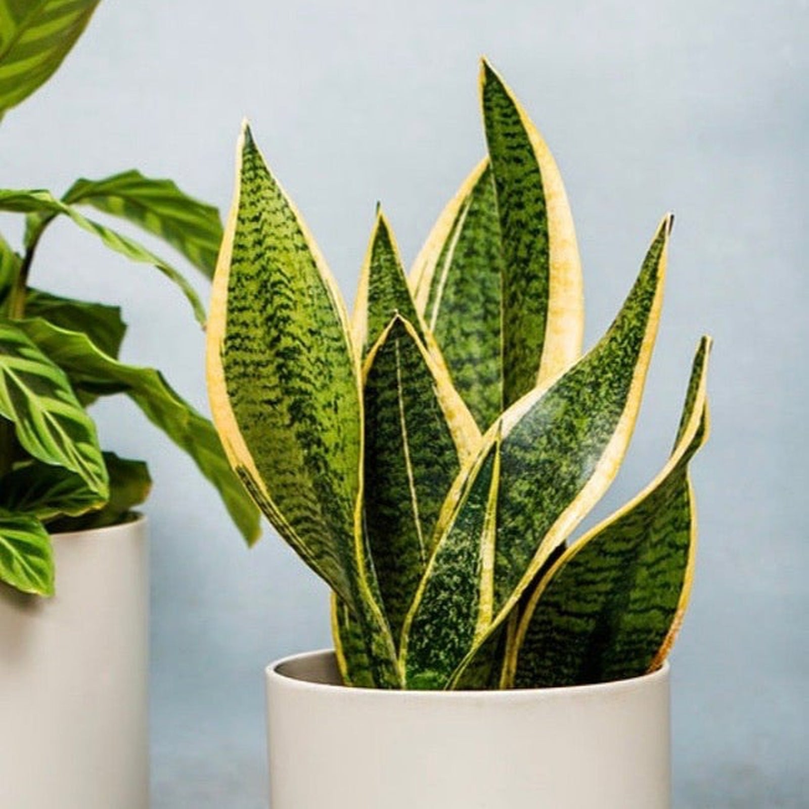 A Sansevieria Futura Superba | Mother In Laws Tongue (Snake Plant) 35-40cm with long, upright green leaves edged in yellow sits in a white pot next to another low maintenance house plant, against a light blue background.