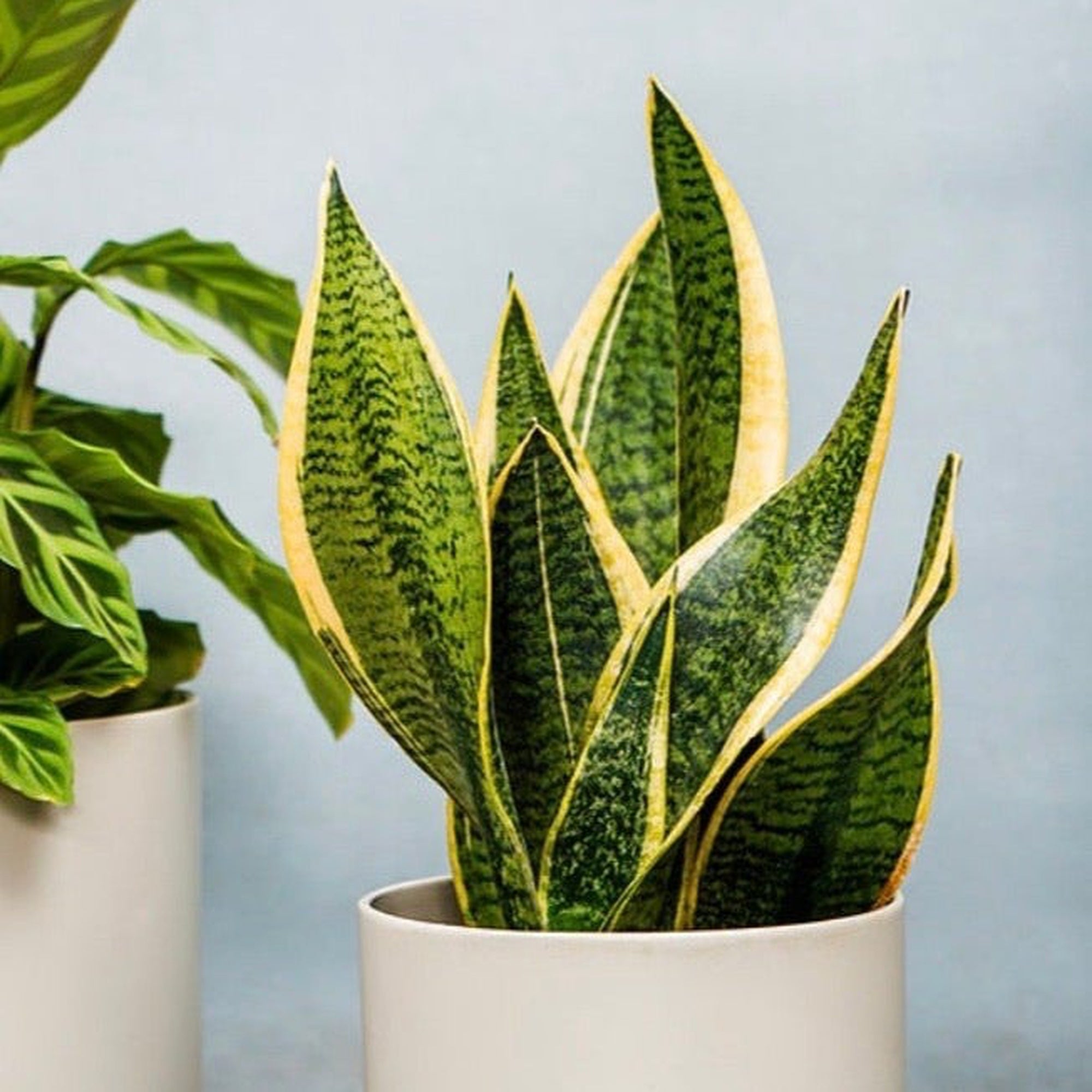 Sansevieria Futura Superba | Mother In Laws Tongue (Snake Plant) 35-40cm