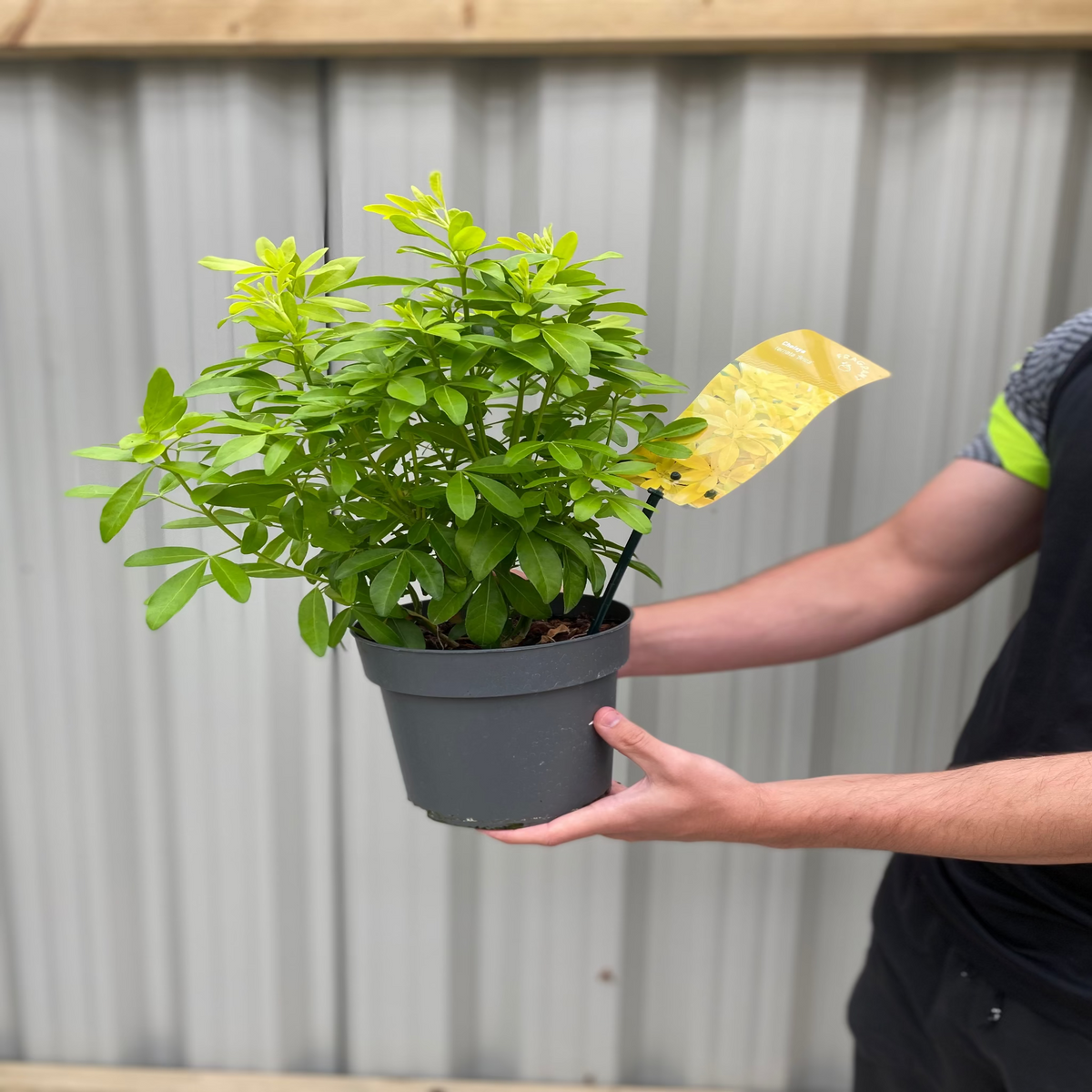 A person holding a Choisya ternata Sundance - Brica/Lich 9cm-5L, a potted plant with vibrant yellow foliage.