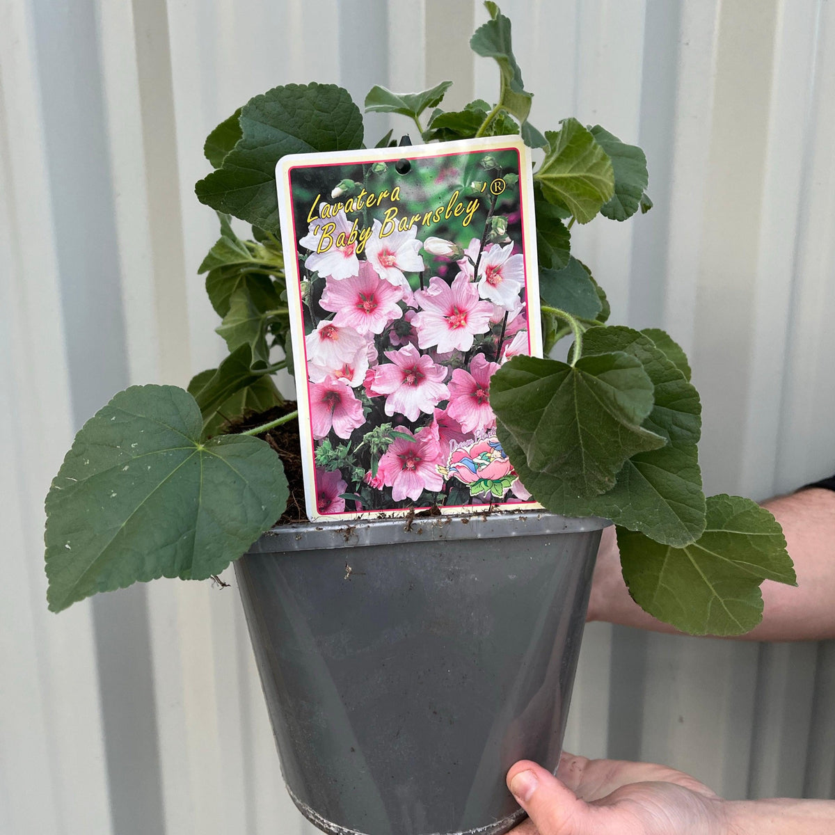A person holds a gray pot with a compact Lavatera &#39;Barnsley Baby&#39; 9cm / 2L plant, featuring green leaves and a label showing pink flowers and the plant&#39;s name in yellow text. A corrugated metal wall is visible behind.