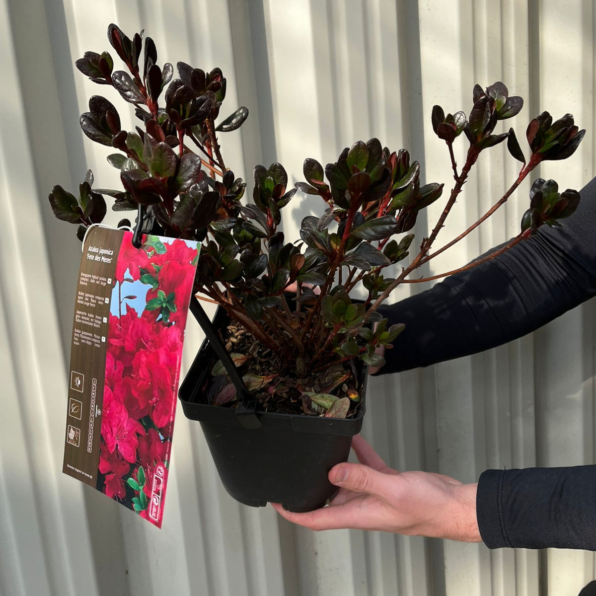 A person holds an Azalea Japonica &#39;Fete des Meres&#39; 2L with dark green leaves and a tag showing bright red flowers, set against a corrugated metal background.