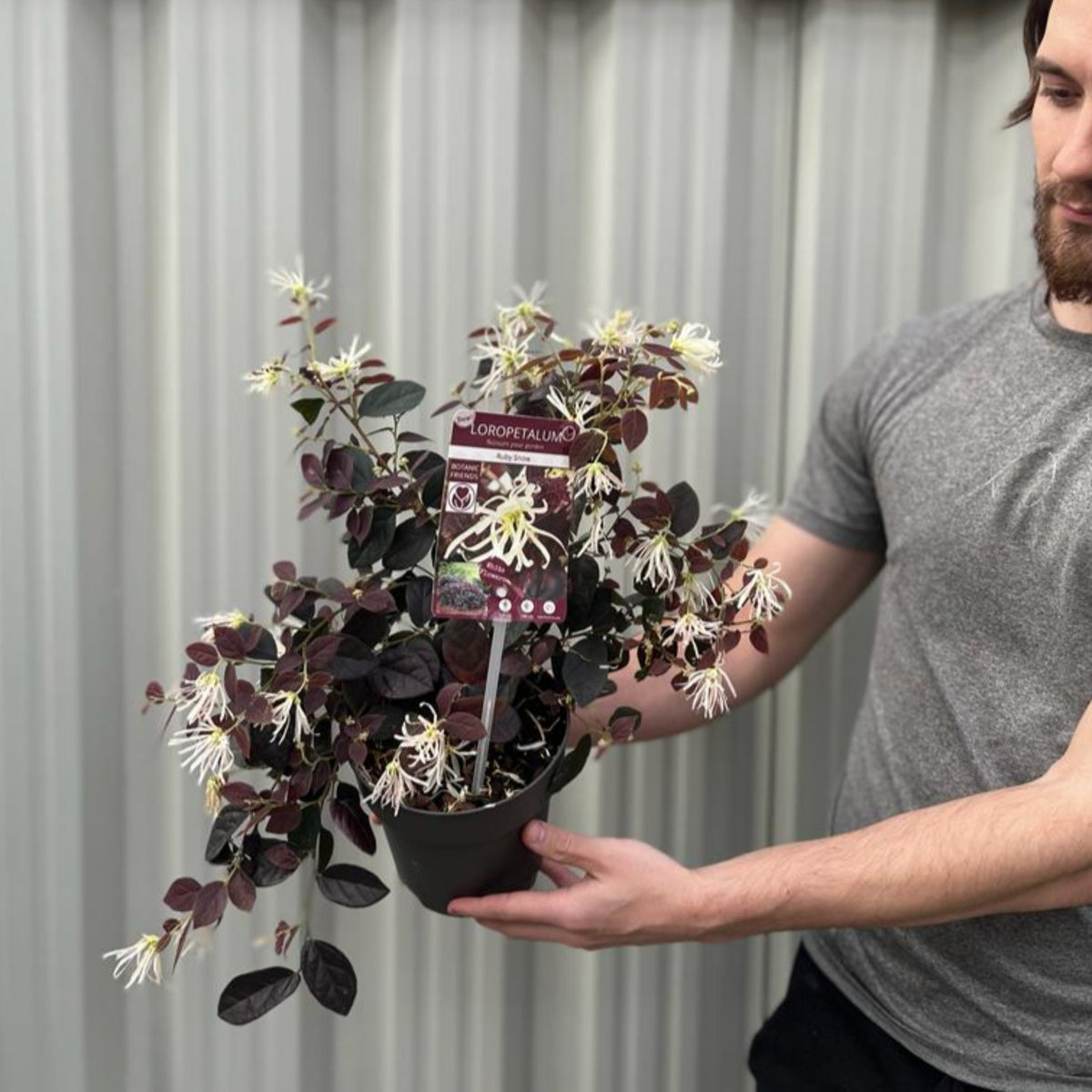 A person in a gray shirt holds a Loropetalum Chinense &#39;Ruby Snow&#39; 2L shrub, displaying dark red leaves and clusters of spidery white flowers, in front of a light-colored corrugated metal wall.