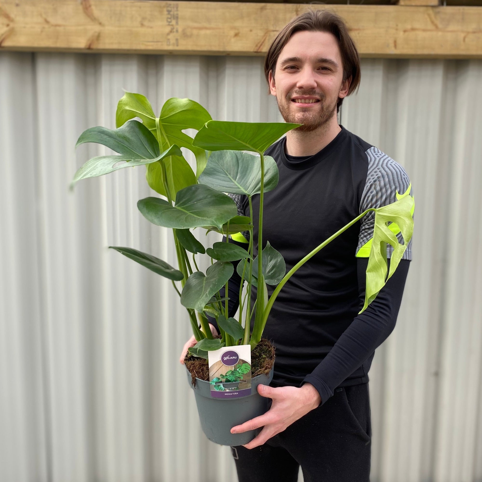 Monstera Deliciosa (Swiss Cheese) 70-80cm Tall