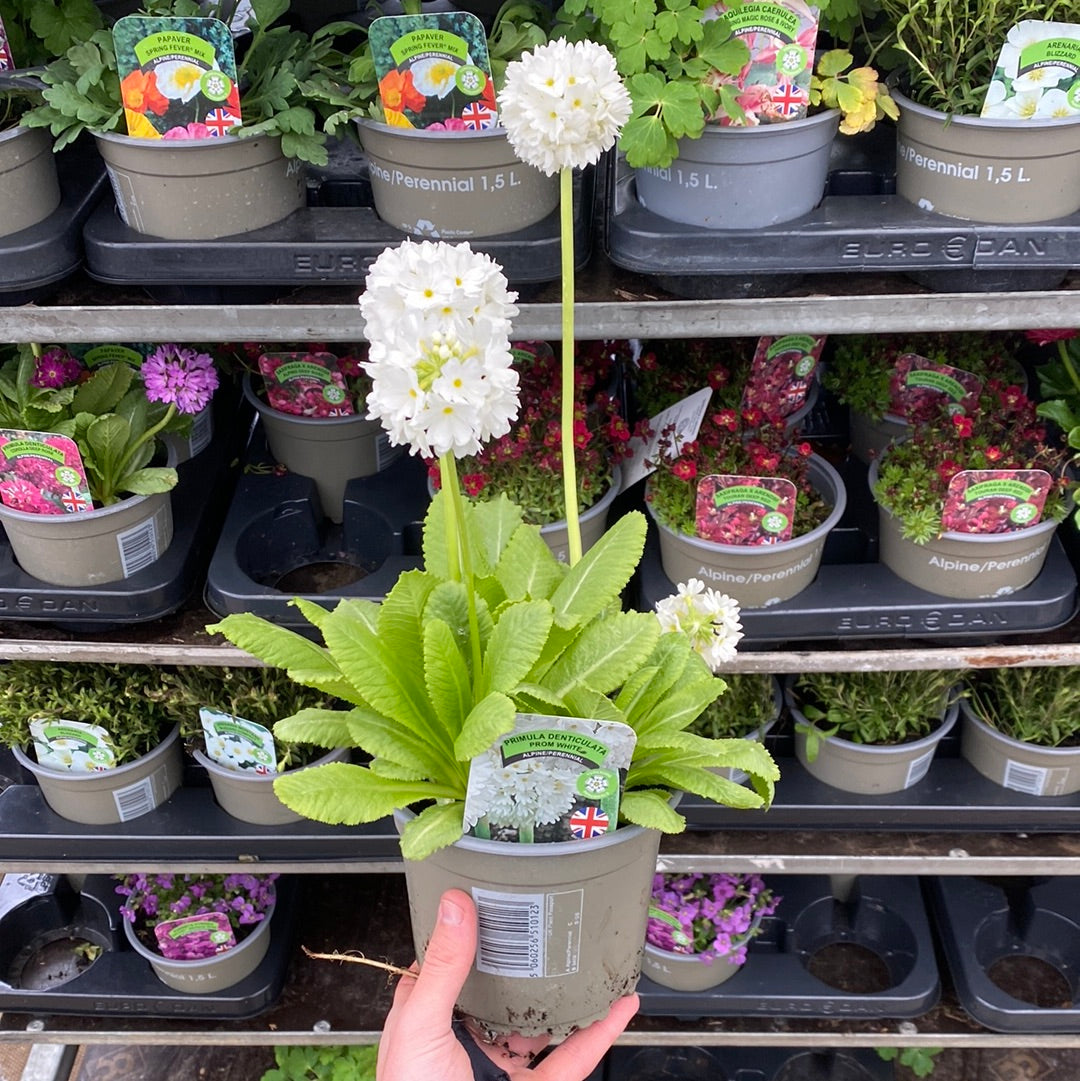 A hand holds a Primula denticulata Alba (Drumstick Primrose) 9cm/14cm, featuring perennial white blooms and green foliage. Additional flowering potted plants are visible in the background.
