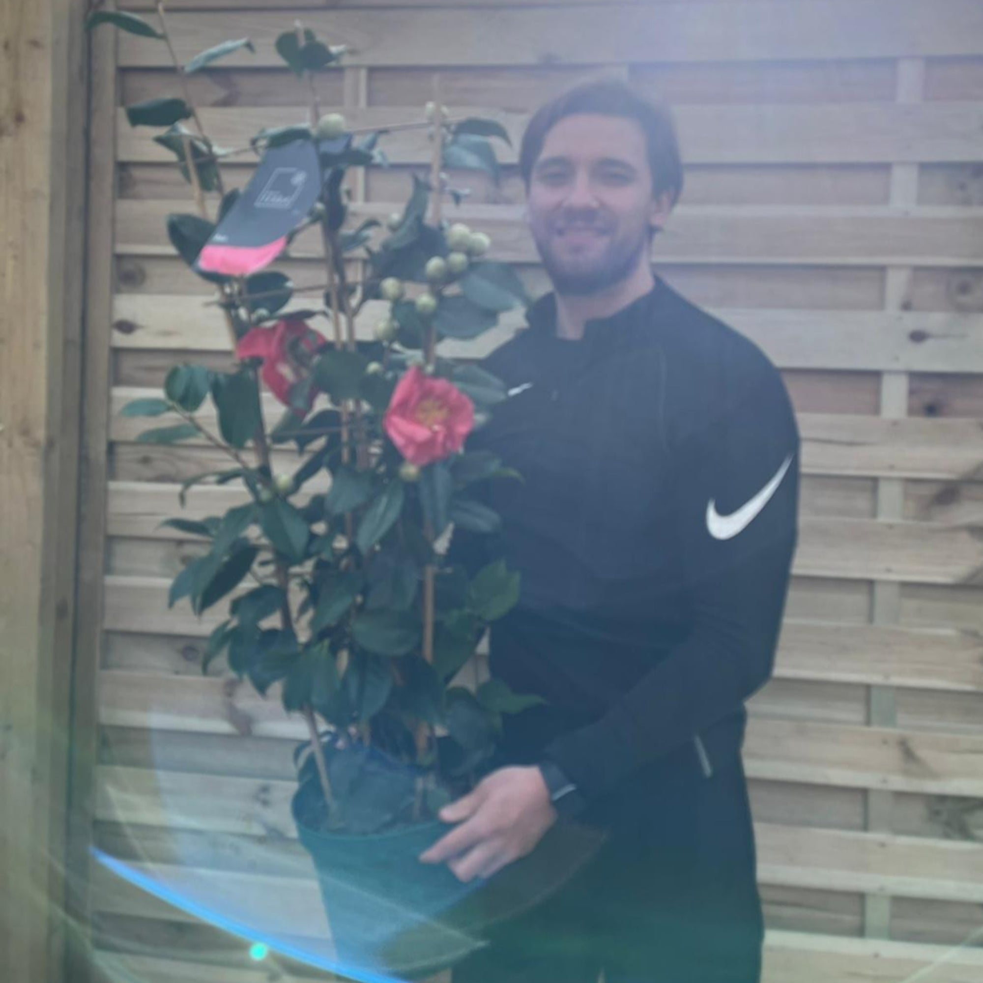 Camellia on frame 'Rosa' 5L (100cm)