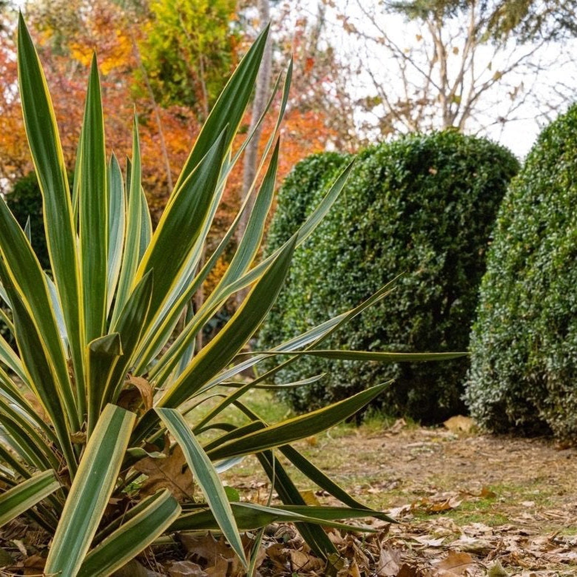 Yucca elephantipes 'Jewel'
