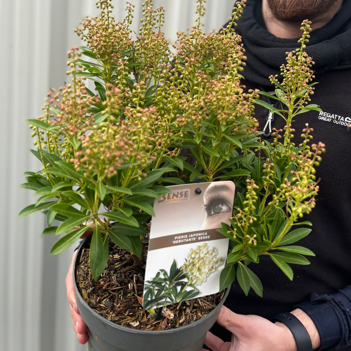 A person in a dark jacket holds a Pieris japonica &#39;Debutance&#39; 3L, a compact evergreen shrub with green leaves and clusters of pinkish-white flower buds. A plant label is attached to the pot.