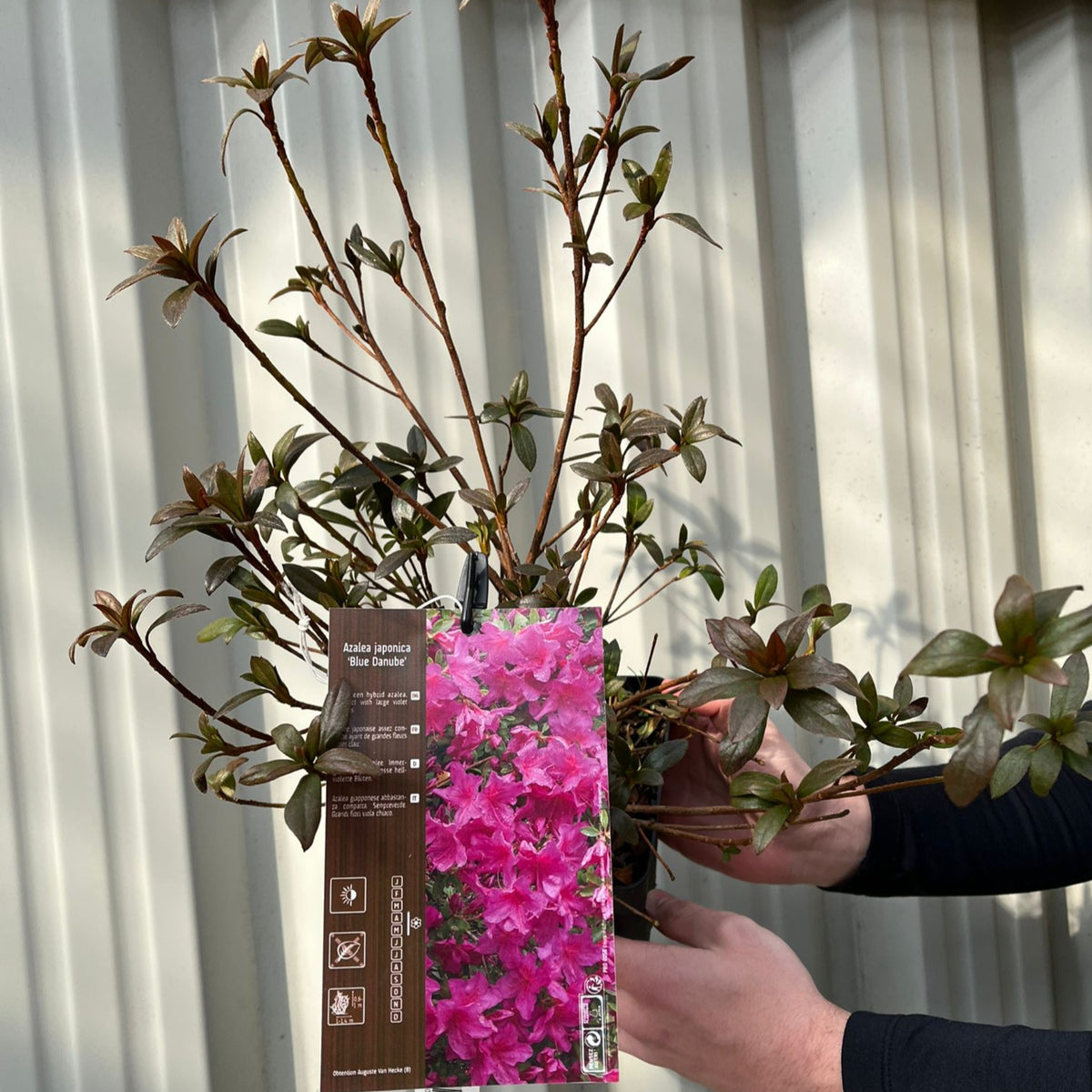 Azalea japonica &#39;Blue Danube&#39; 9cm / 2L