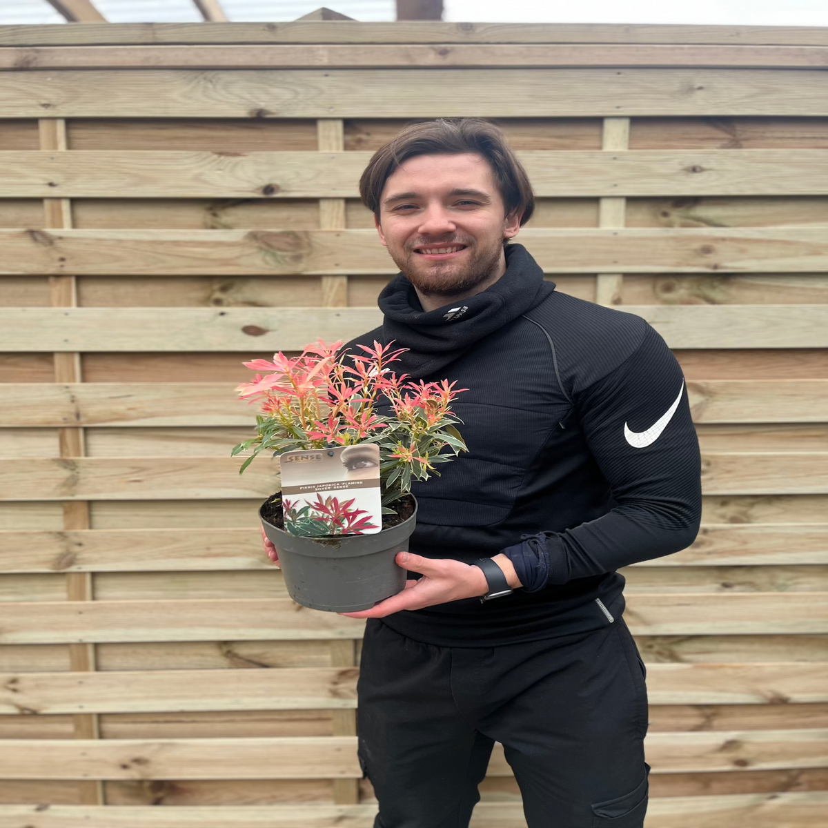 Pieris Japonica ‘Flaming Silver’ 9cm-3L