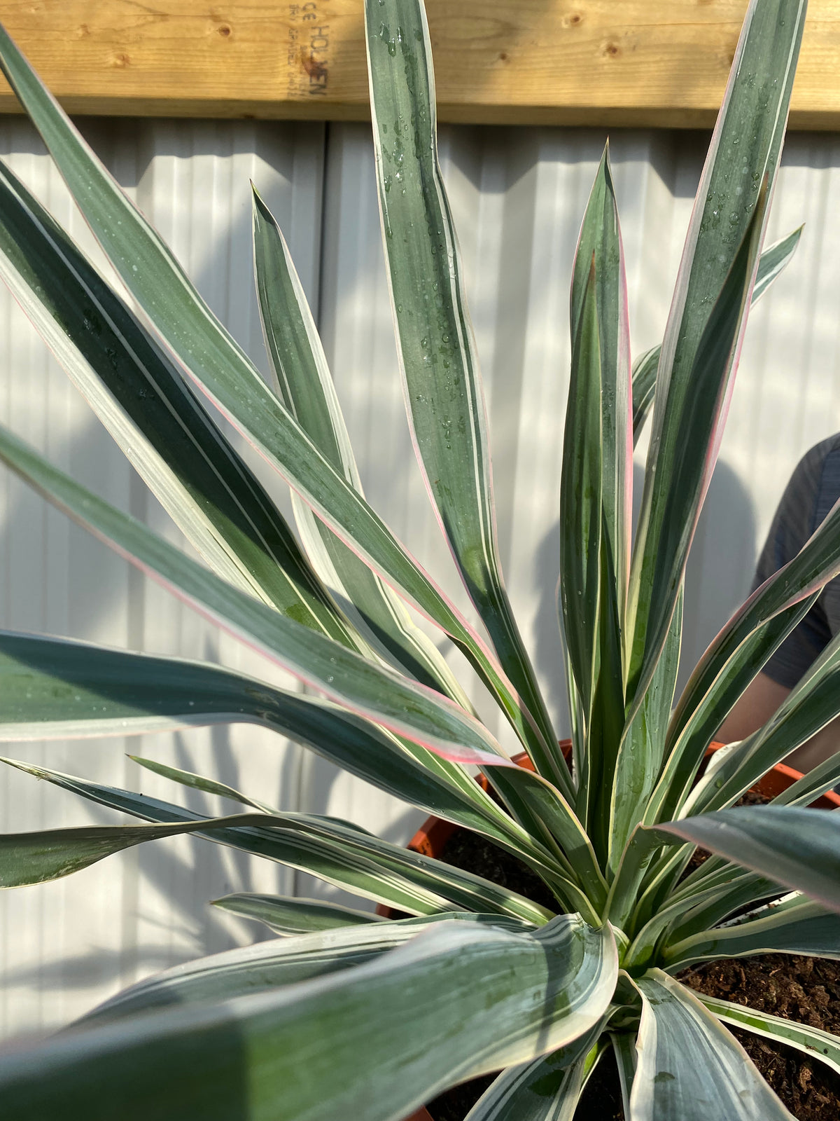 Yucca Variegata 7.5L