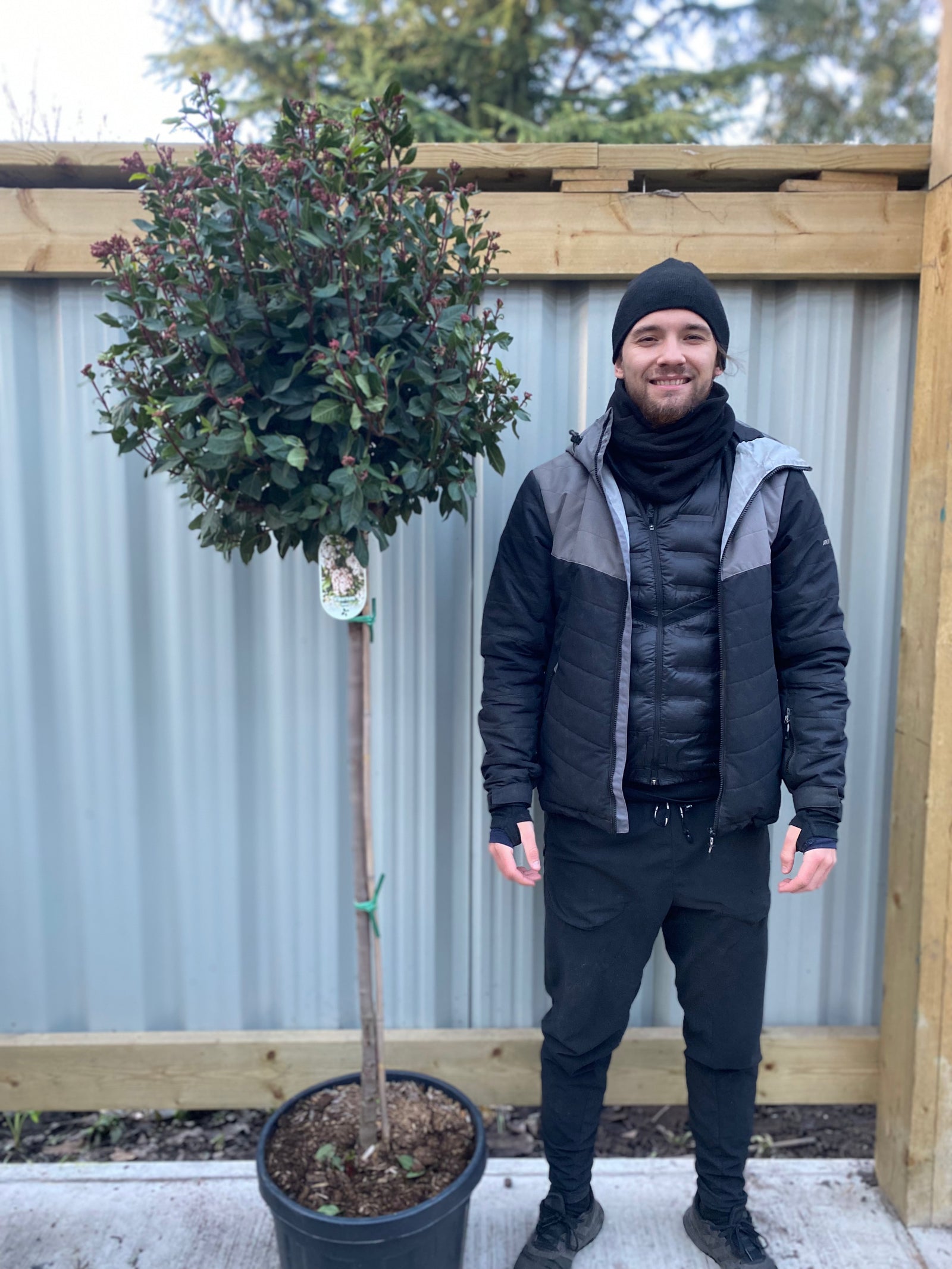 A man in a black jacket, hat, and scarf smiles next to a potted Half Standard Viburnum tinus 'Eve Price', recognized for its round, leafy top and RHS Award of Garden Merit, outside a corrugated metal fence and wooden structure.