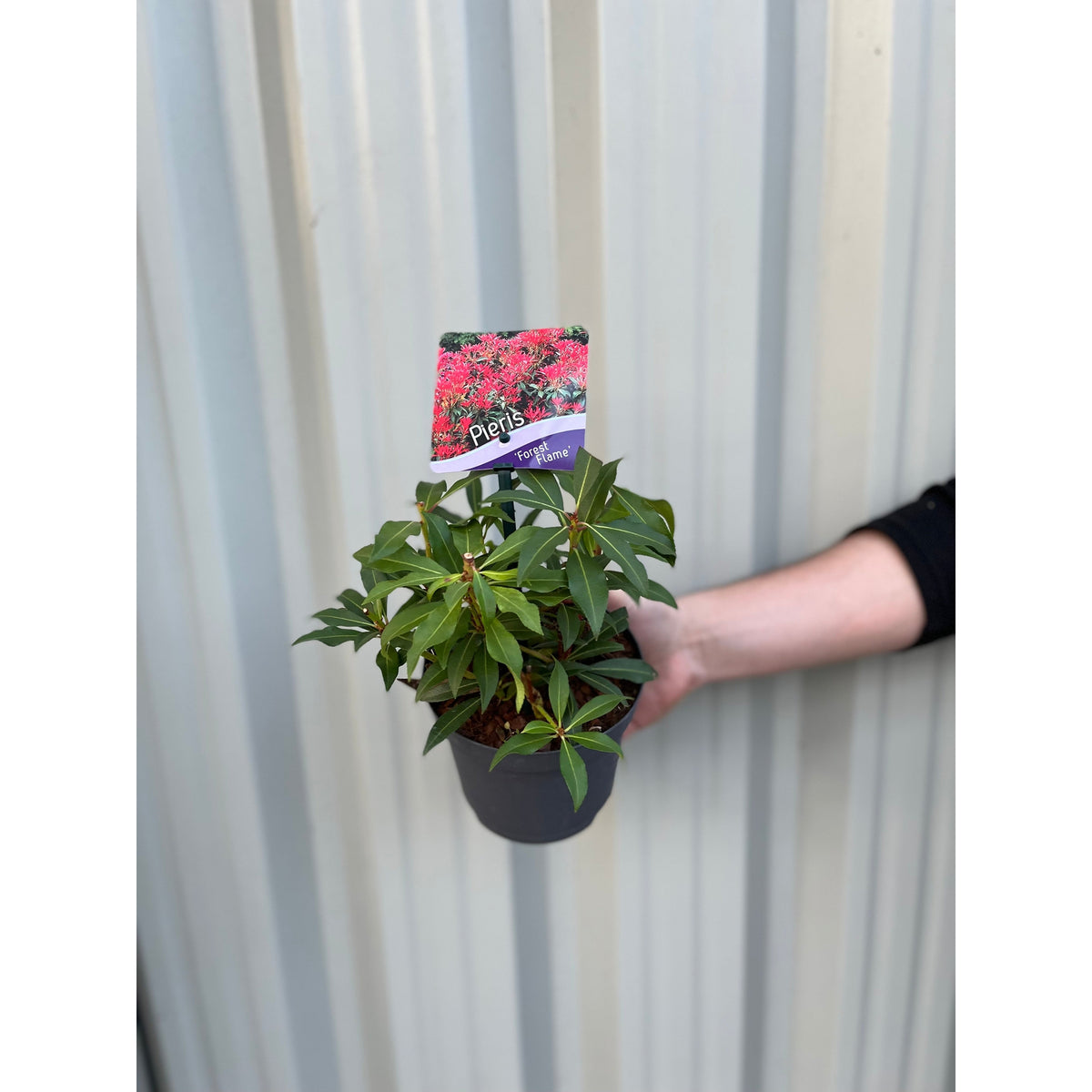 A person’s hand holds a potted Pieris japonica Forest Flame with striking green foliage in front of corrugated metal. A label on the pot shows pink flowers and the name Pieris japonica Forest Flame (2 sizes available).