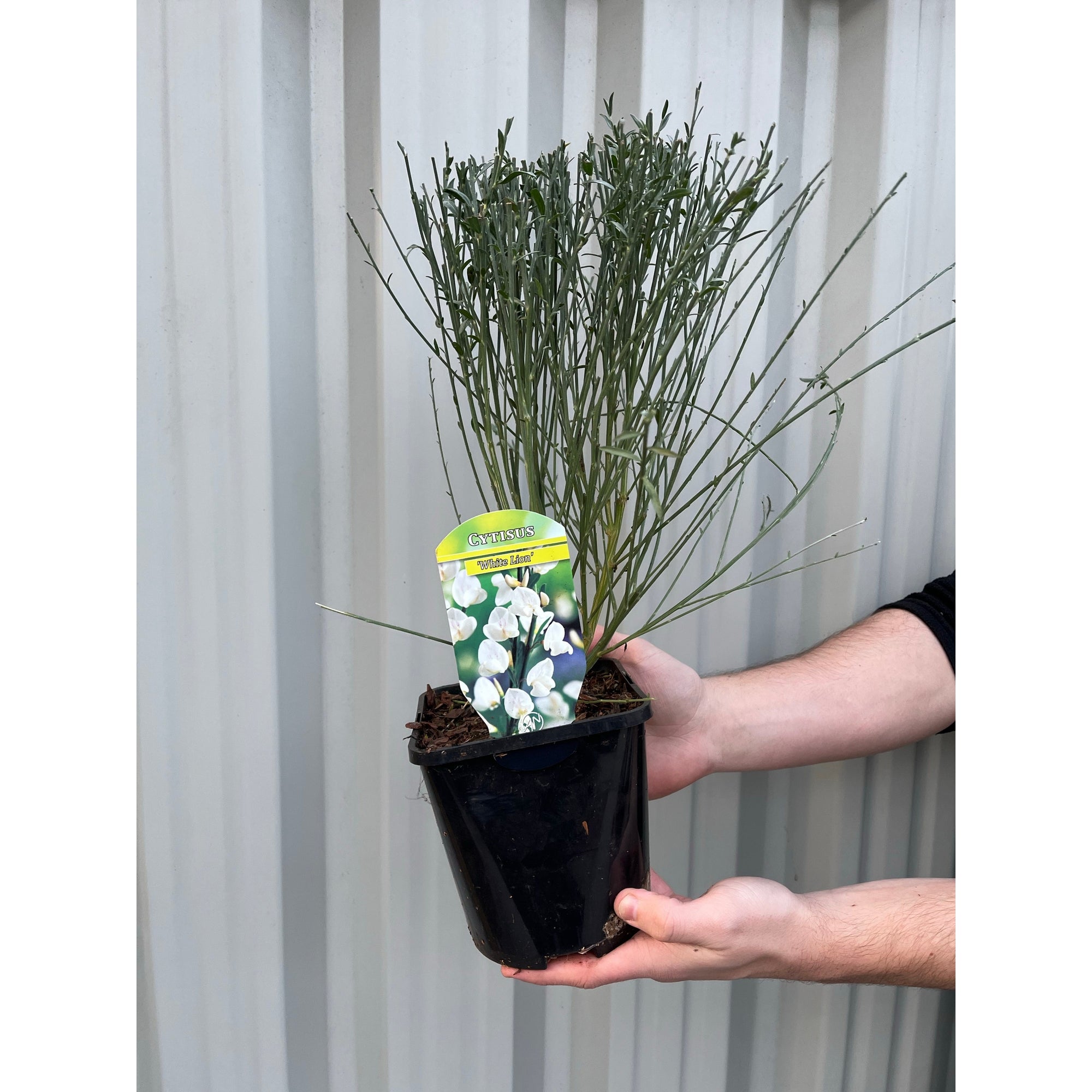 Cytisus (Broom) - 'White Lion'  1L / 2L