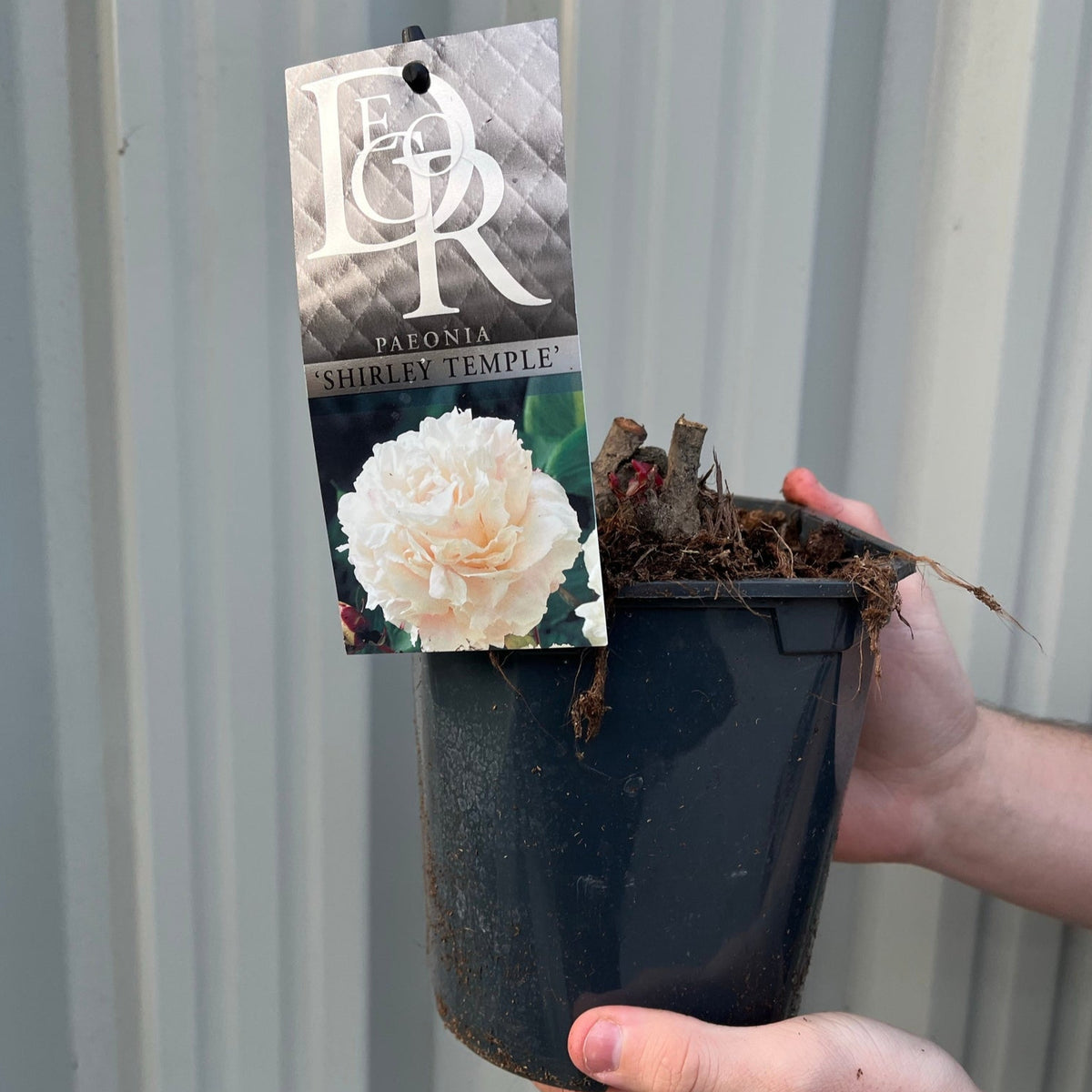 Someone holds a black pot containing bare Peony &#39;Shirley Temple&#39; roots. A tag displays its fragrant double blooms and reads “Peony &#39;Shirley Temple&#39; 1L / 2L.” The background features a light corrugated wall.