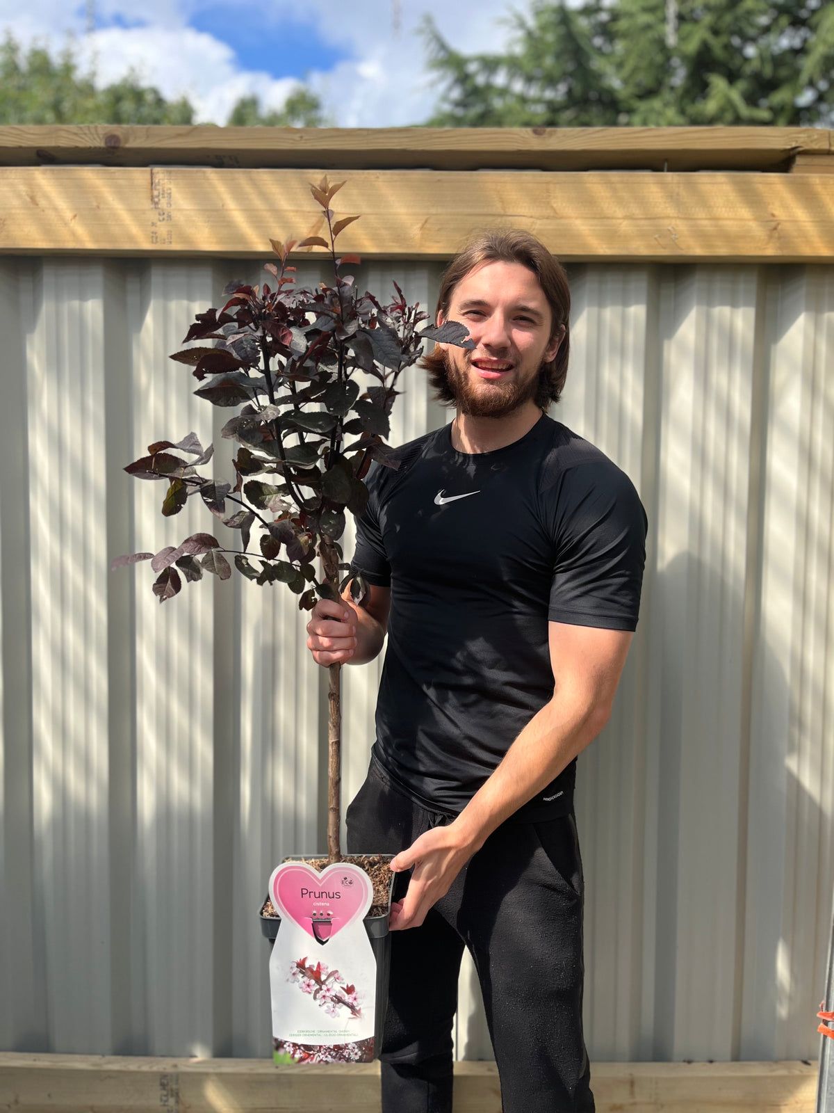 Dwarf/Patio Ornamental Flowering Cherry Blossom Tree - &#39;Cistena&#39; 100-120cm