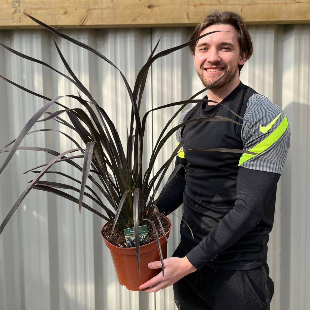 Phormium &#39;Platts Black&#39; 3L/5L/10L