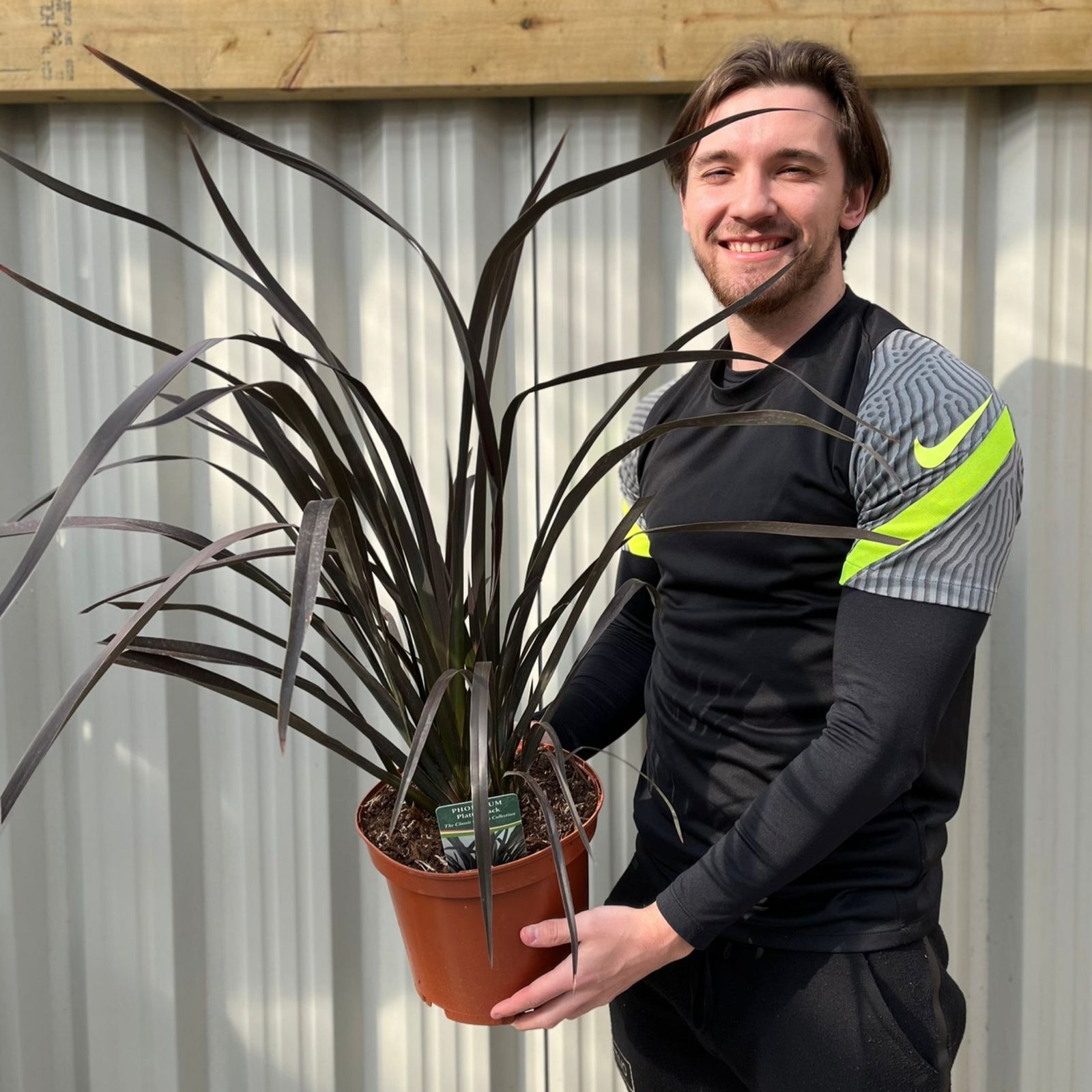 Phormium 'Platts Black' 3L/5L/10L