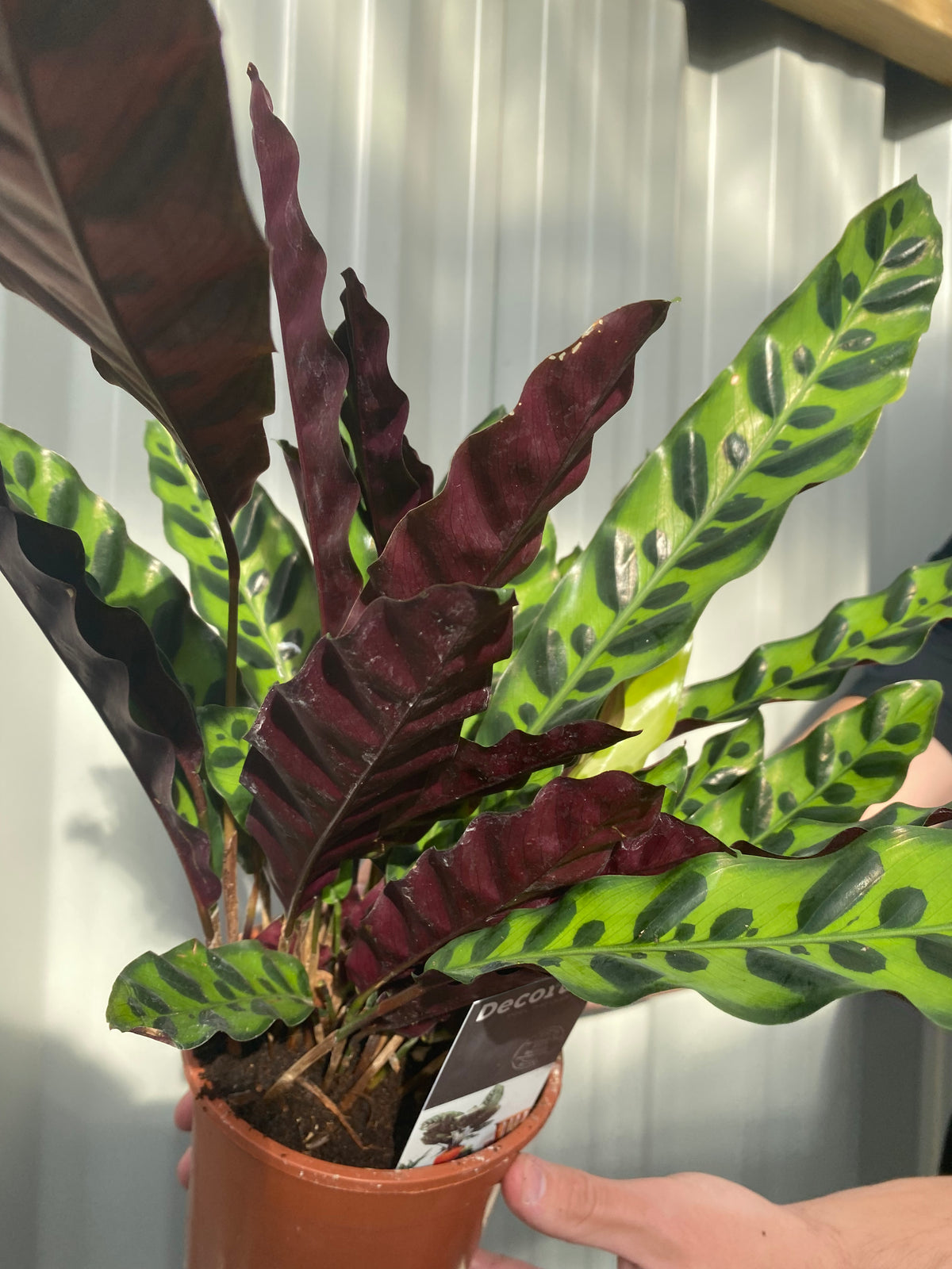 A person holds a Calathea lancifolia 50cm, an air-purifying Prayer Plant with long, wavy green leaves marked by dark spots and deep purple undersides, set against a gray background.