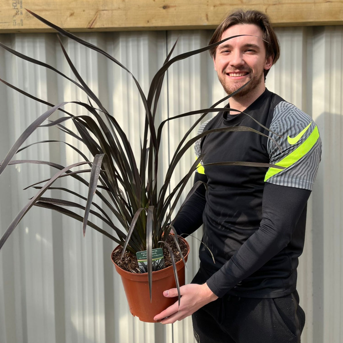 Phormium &#39;Platts Black&#39; 3L/5L/10L