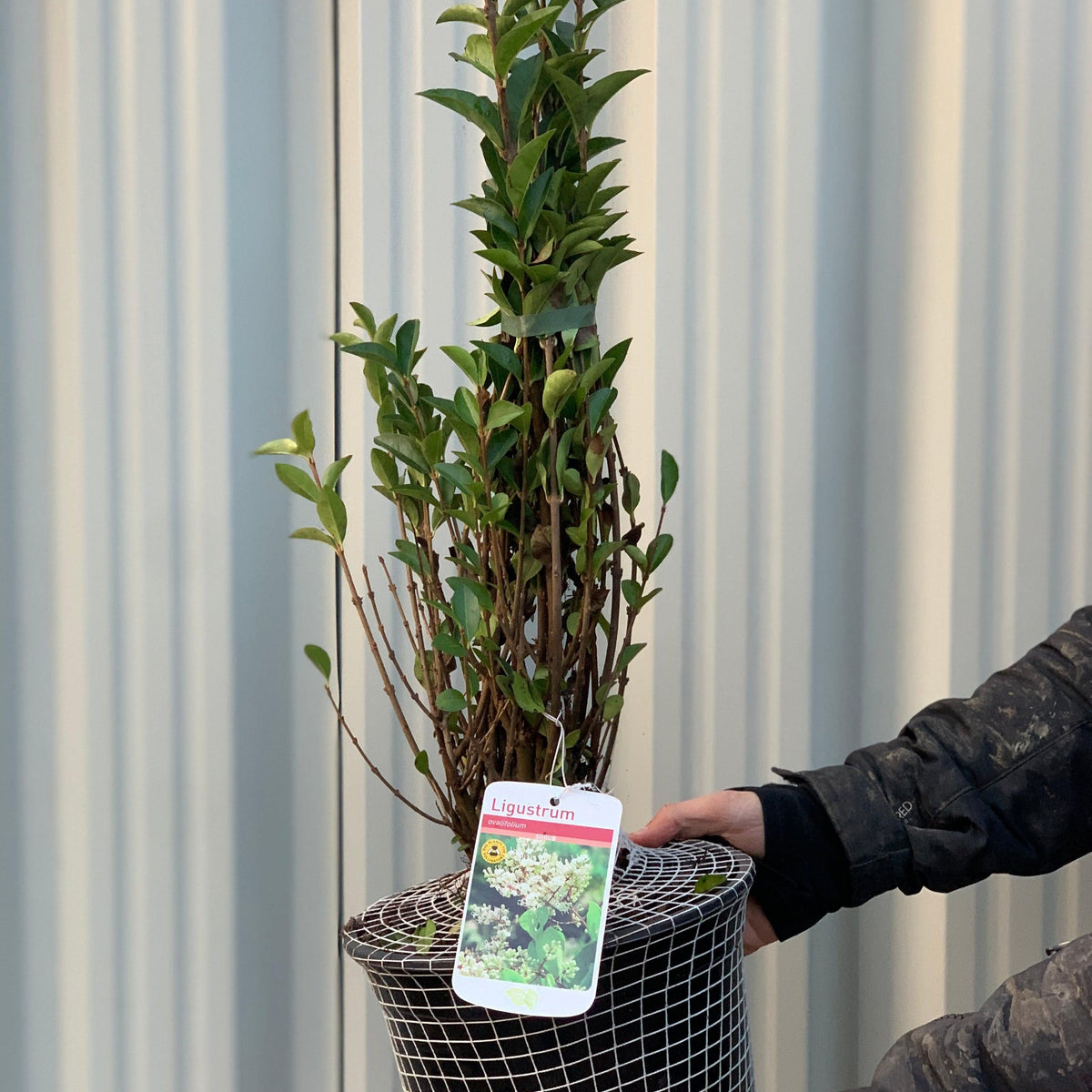 Ligustrum ovalifolium 5L (Privet Hedging)